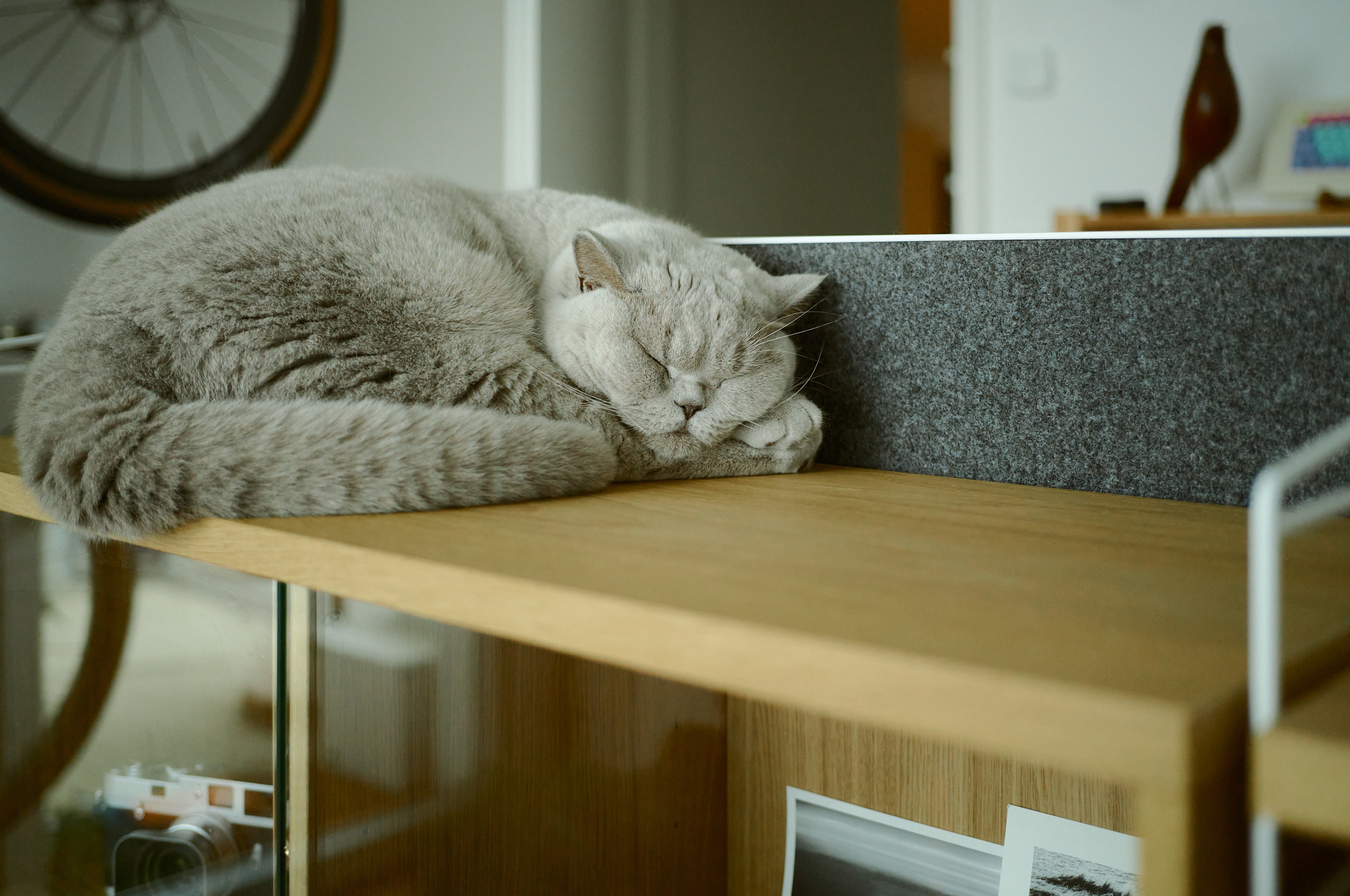 LEICA M11 P L1005706