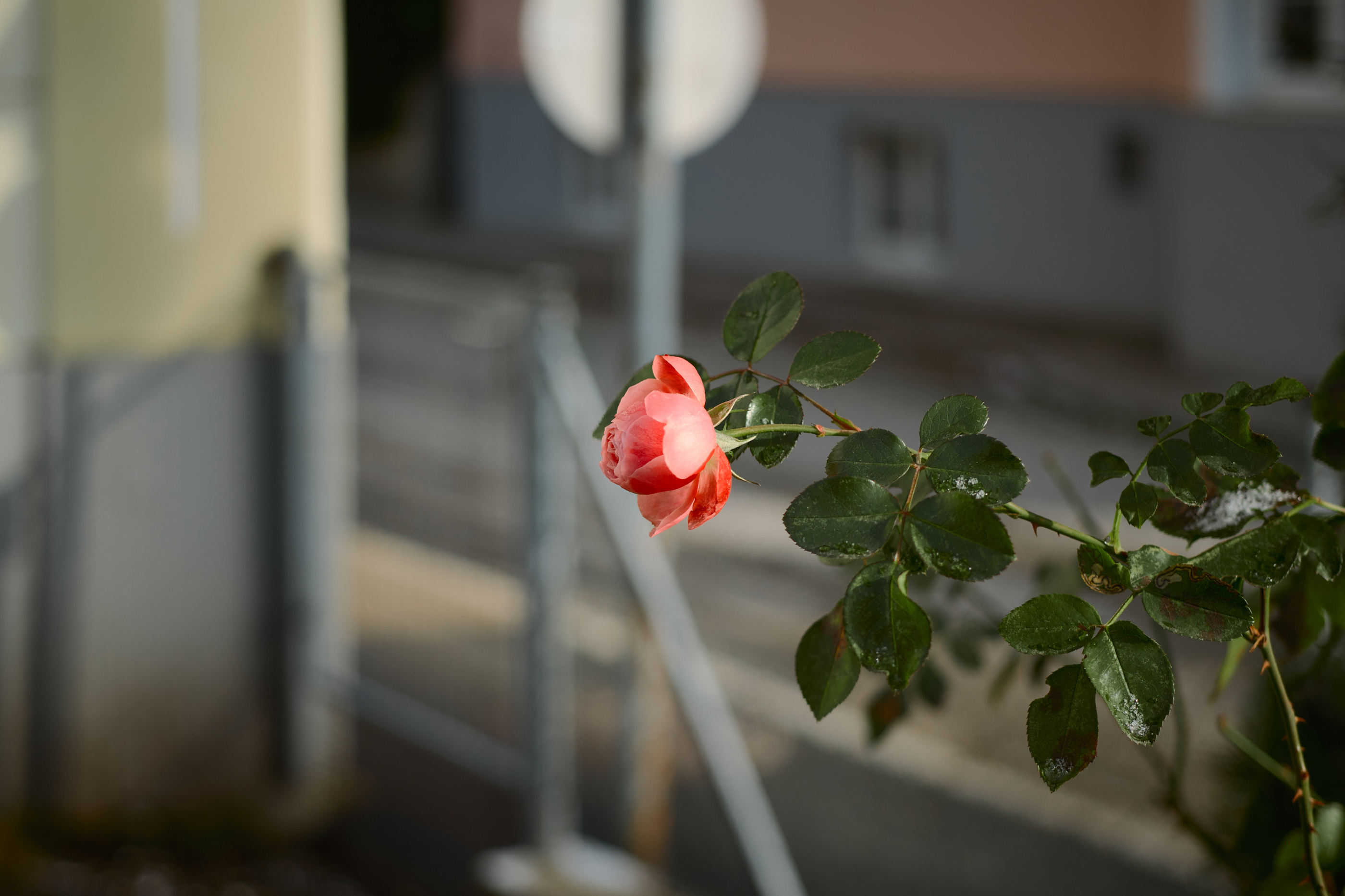 LEICA M11 P L1005722