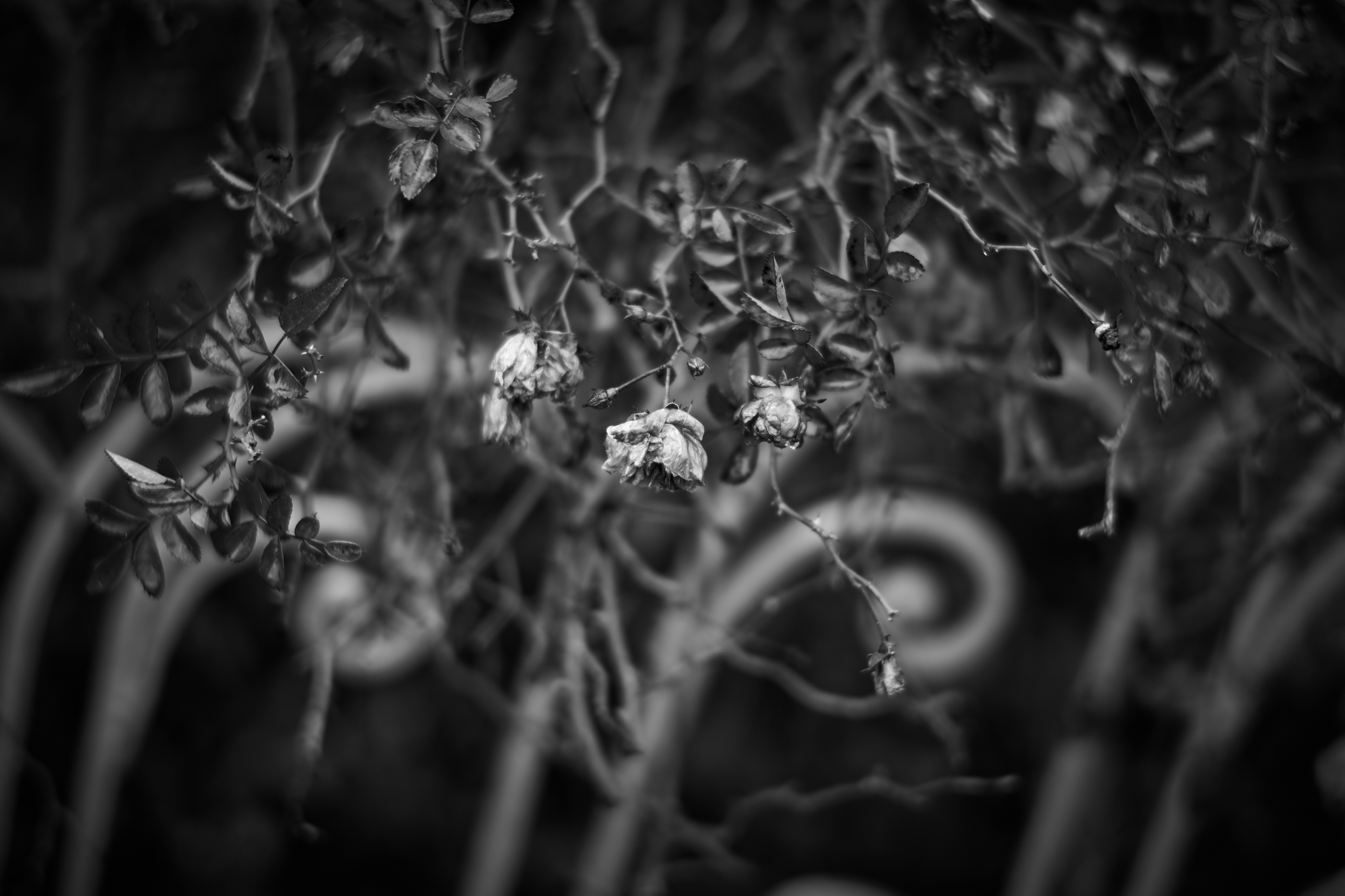 LEICA M11 Monochrom L1002813