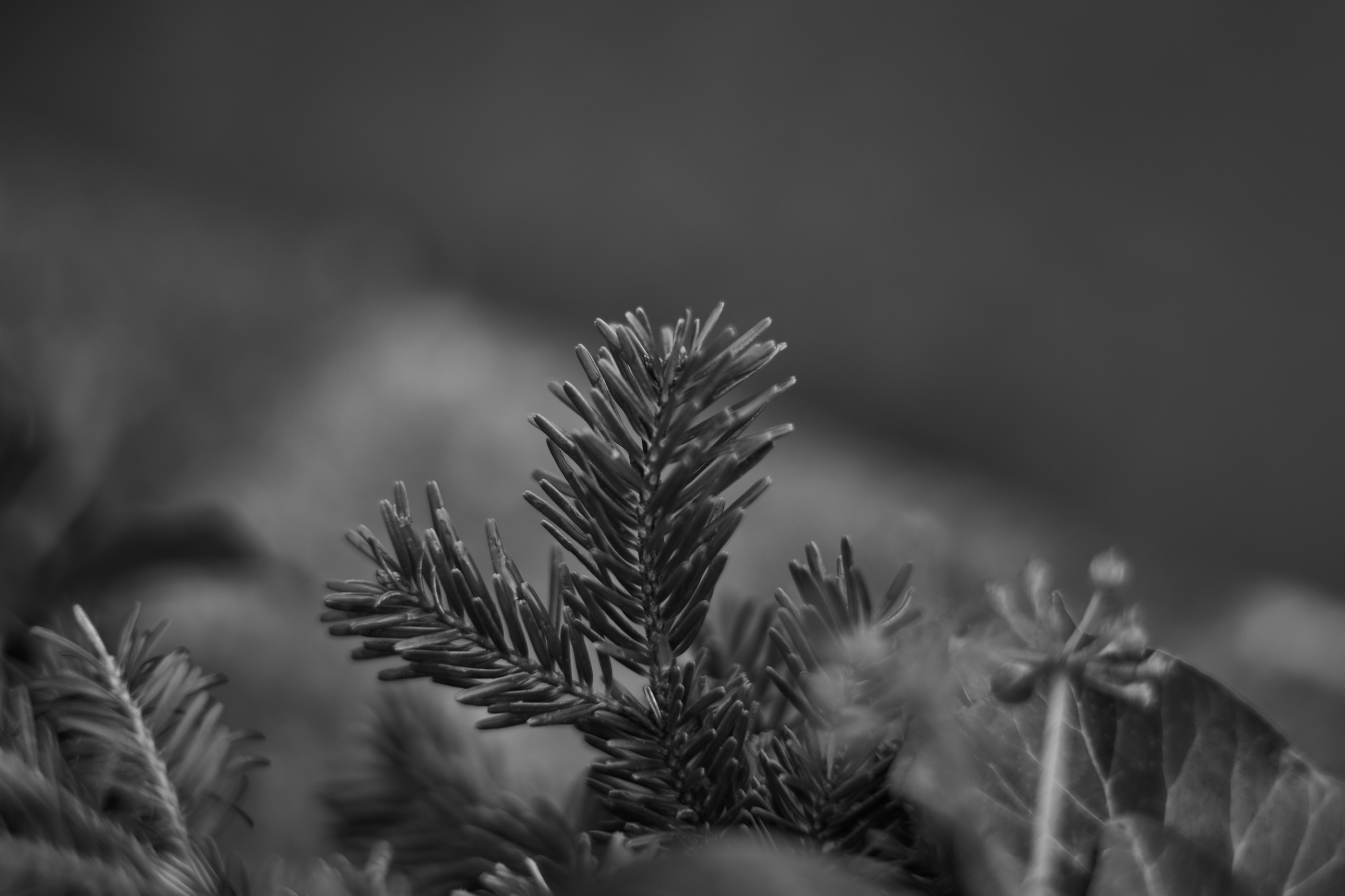 LEICA M11 Monochrom L1002830
