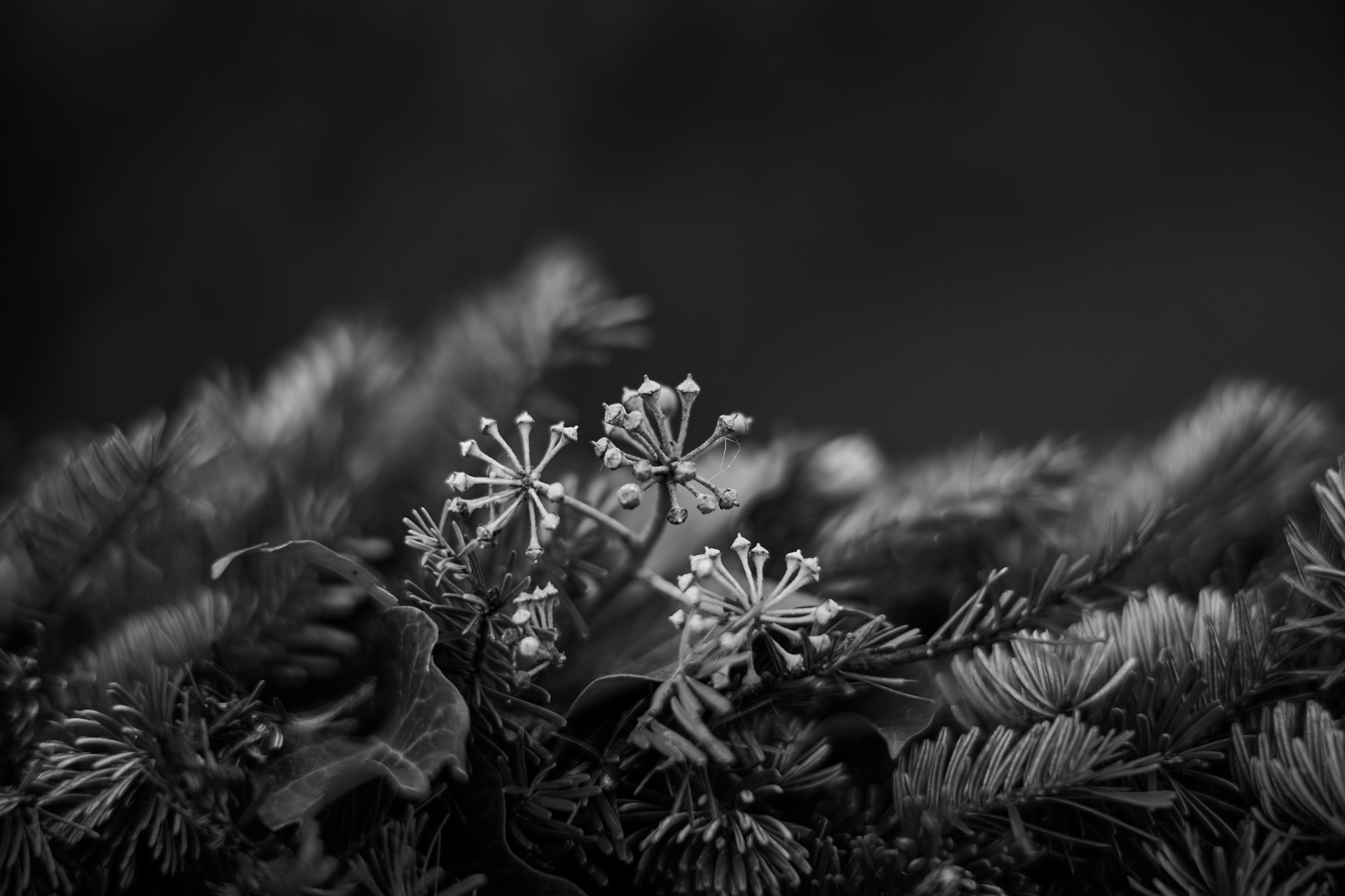 LEICA M11 Monochrom L1002831