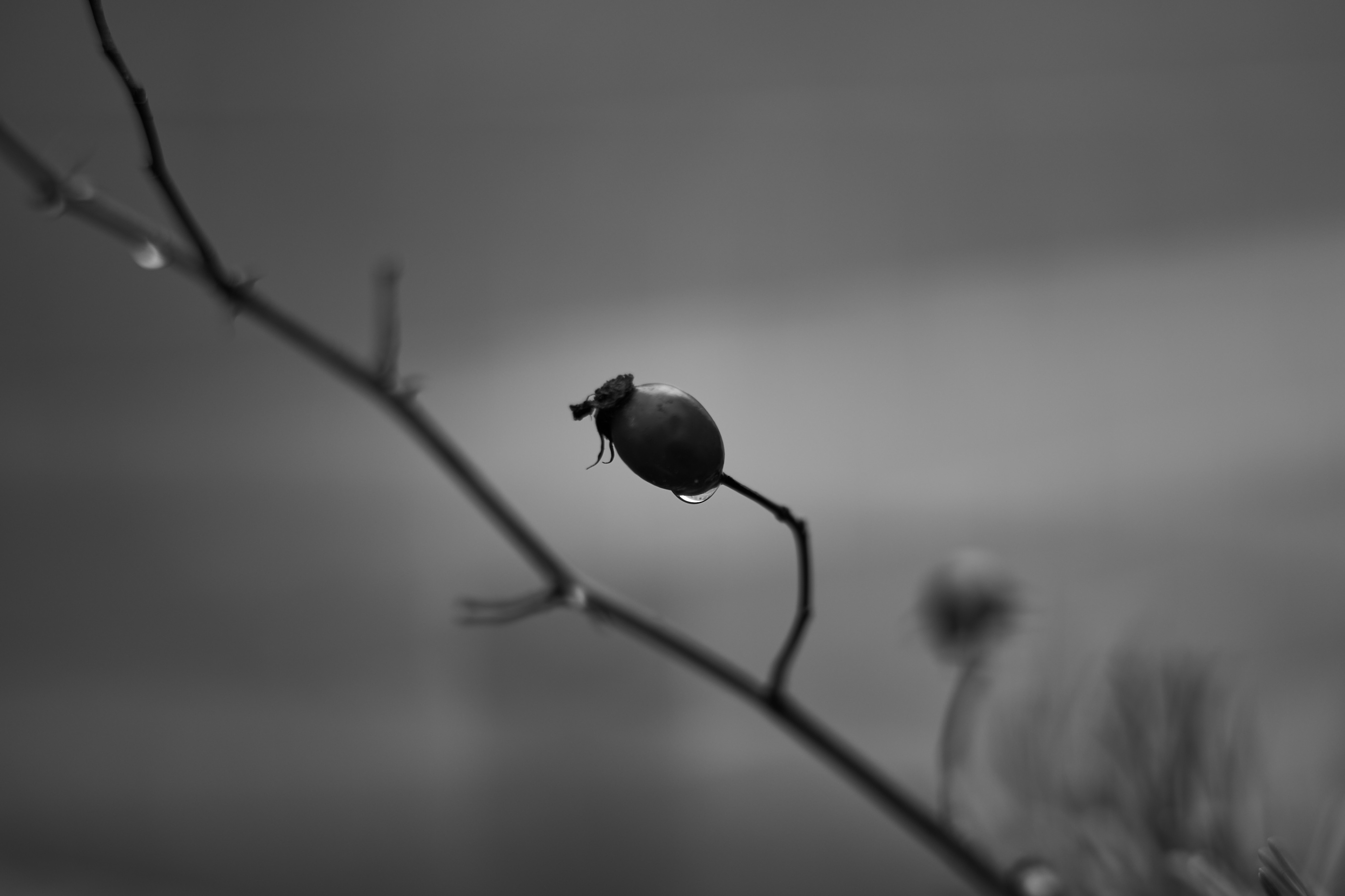 LEICA M11 Monochrom L1002836