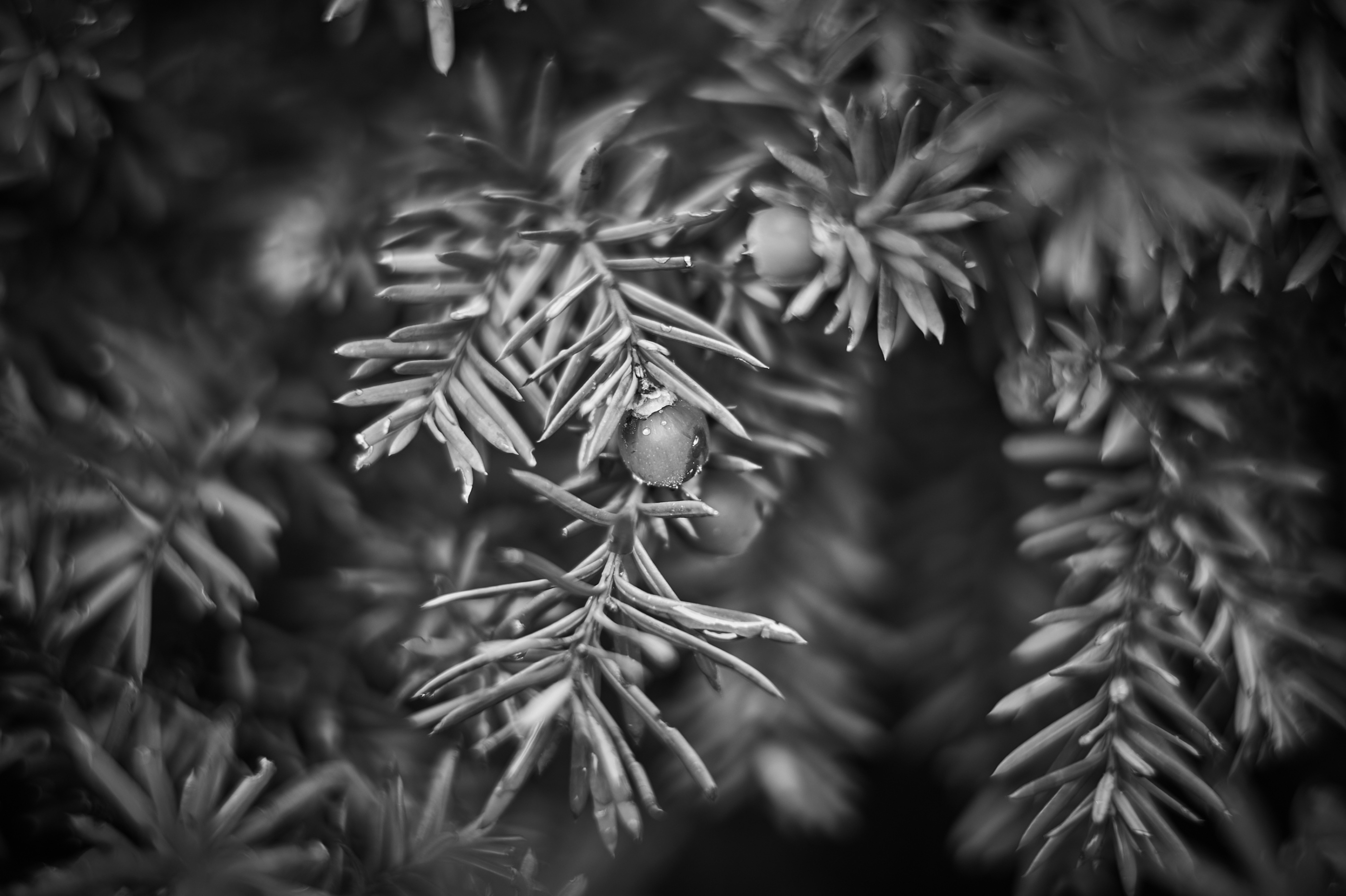 LEICA M11 Monochrom L1002838