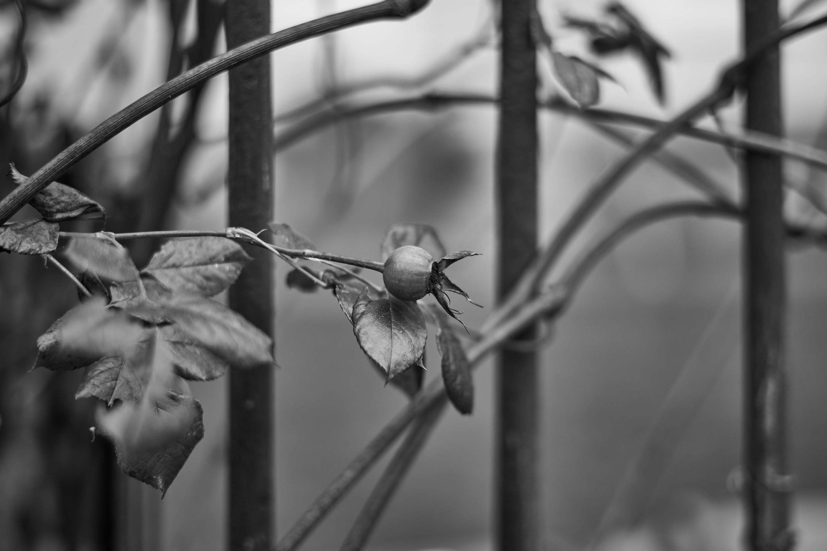 LEICA M11 Monochrom L1002889