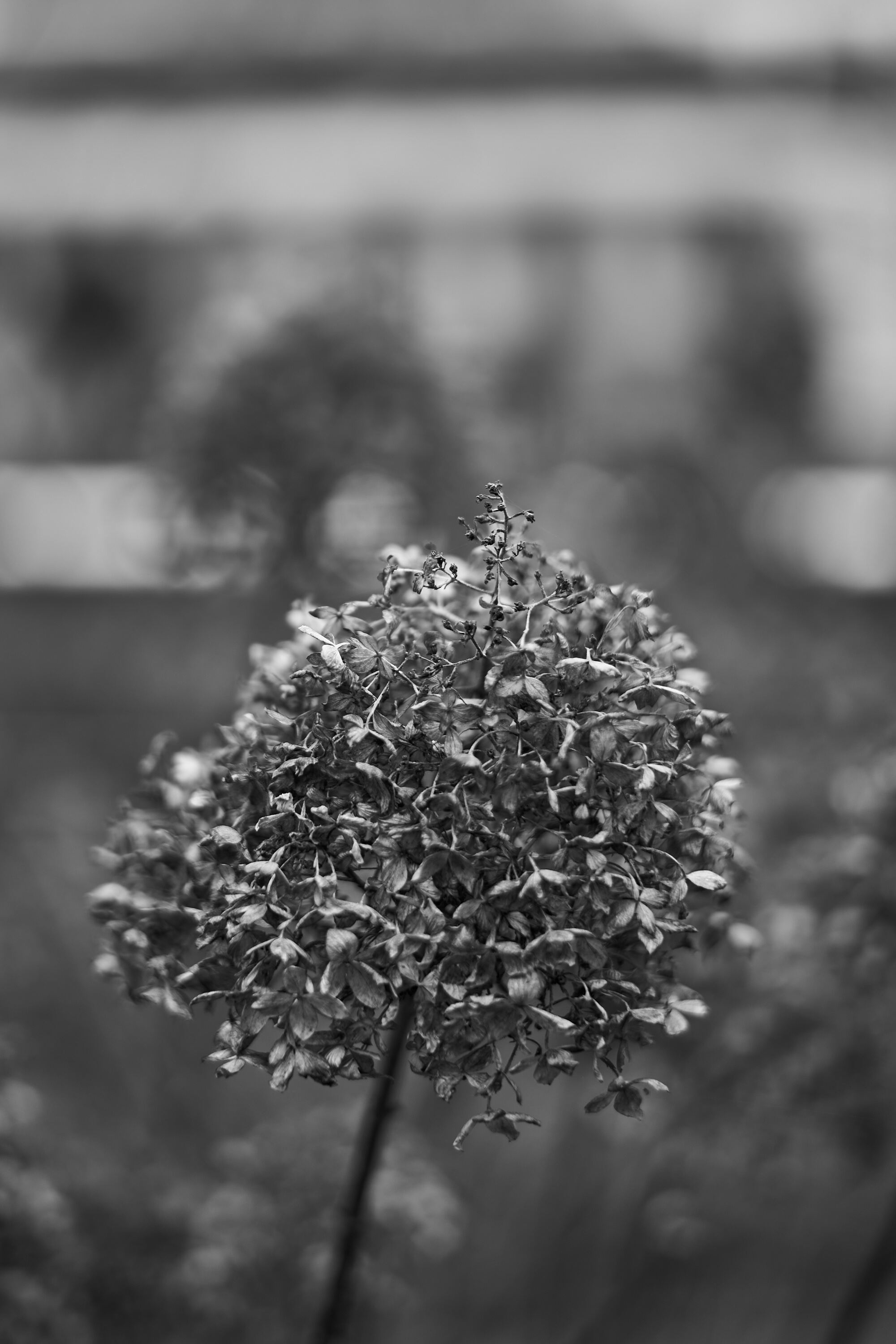 LEICA M11 Monochrom L1002905