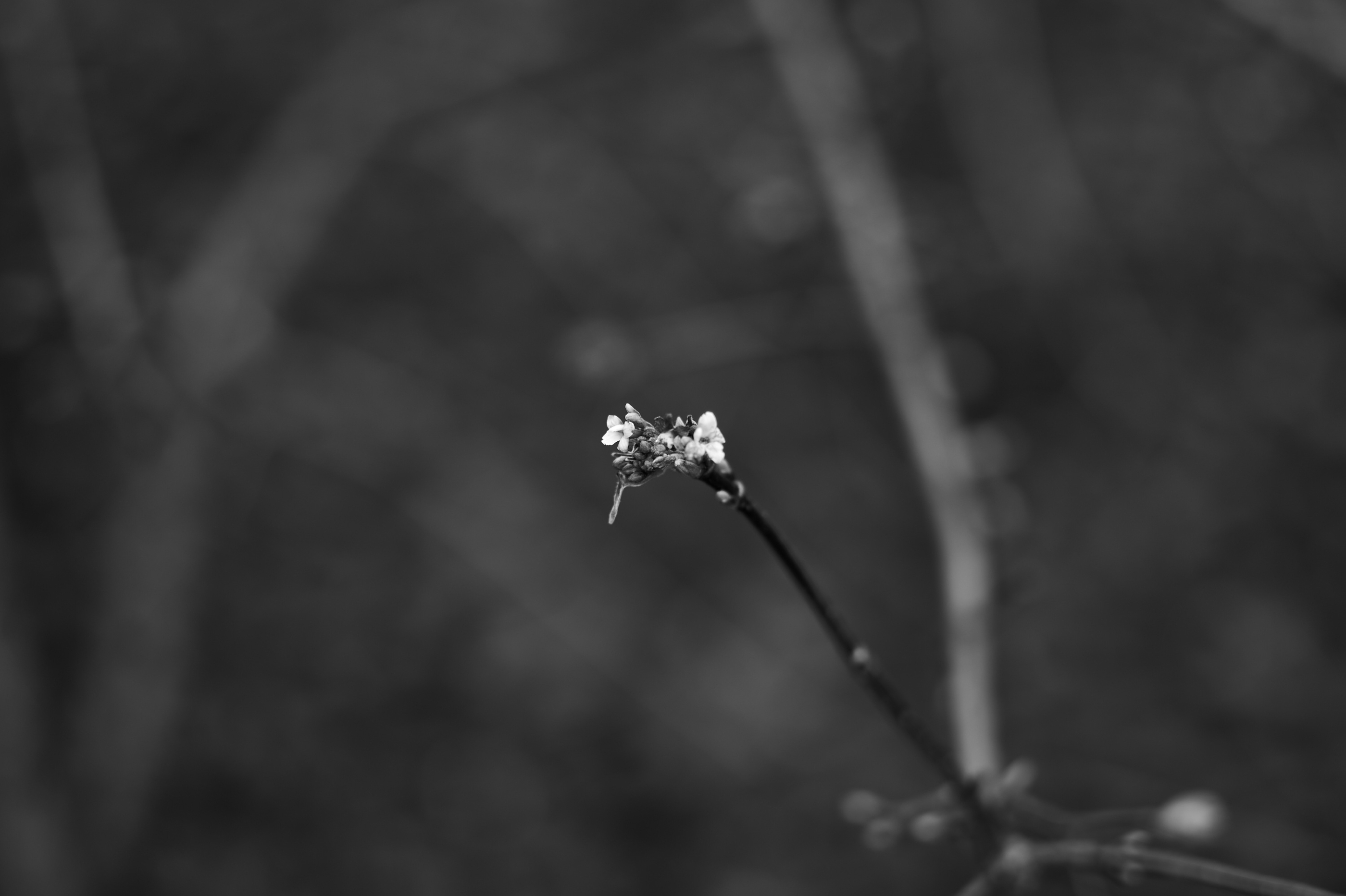 LEICA M11 Monochrom L1002906
