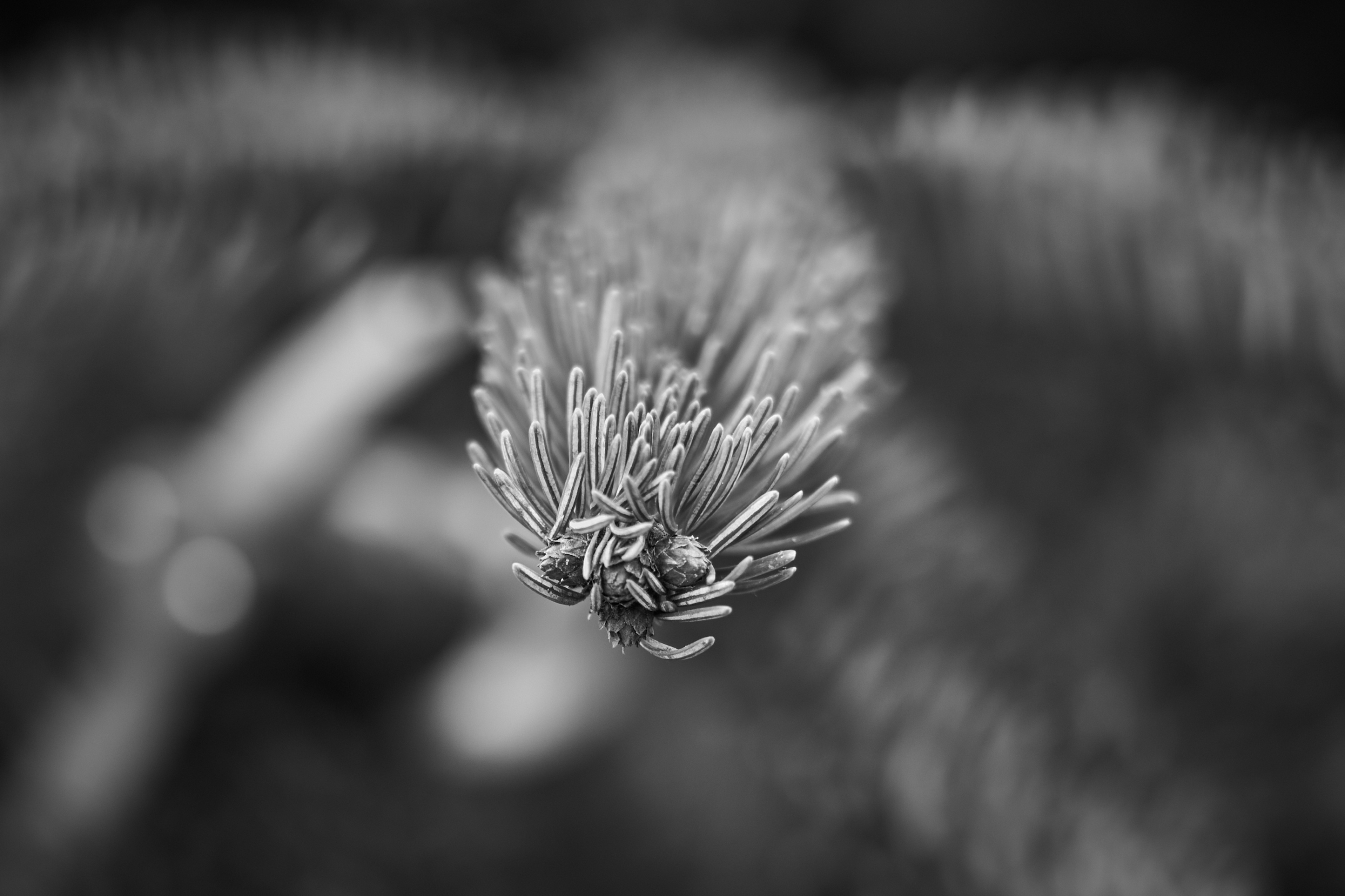 LEICA M11 Monochrom L1002908