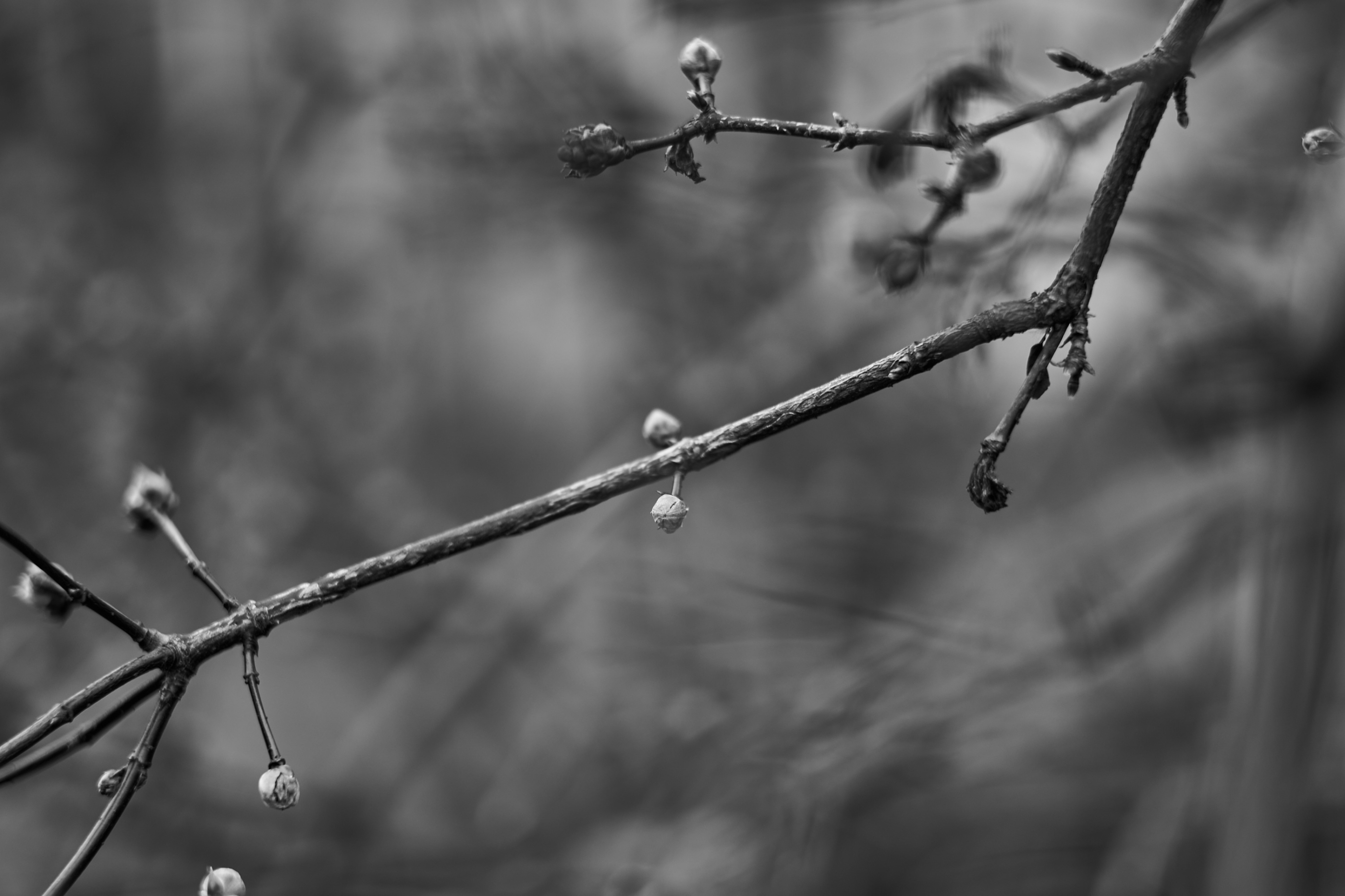 LEICA M11 Monochrom L1002909