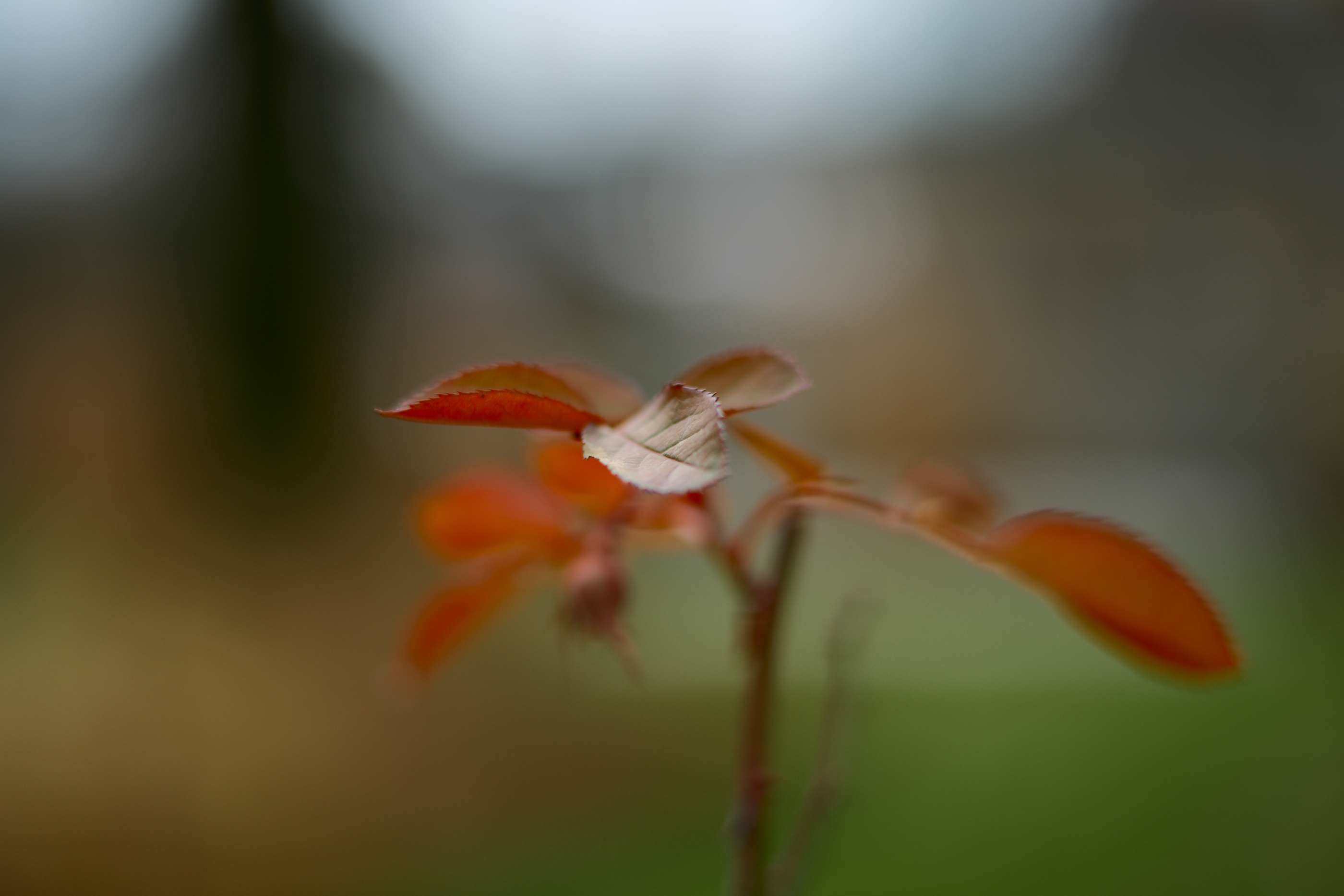 LEICA M11 P L1005919