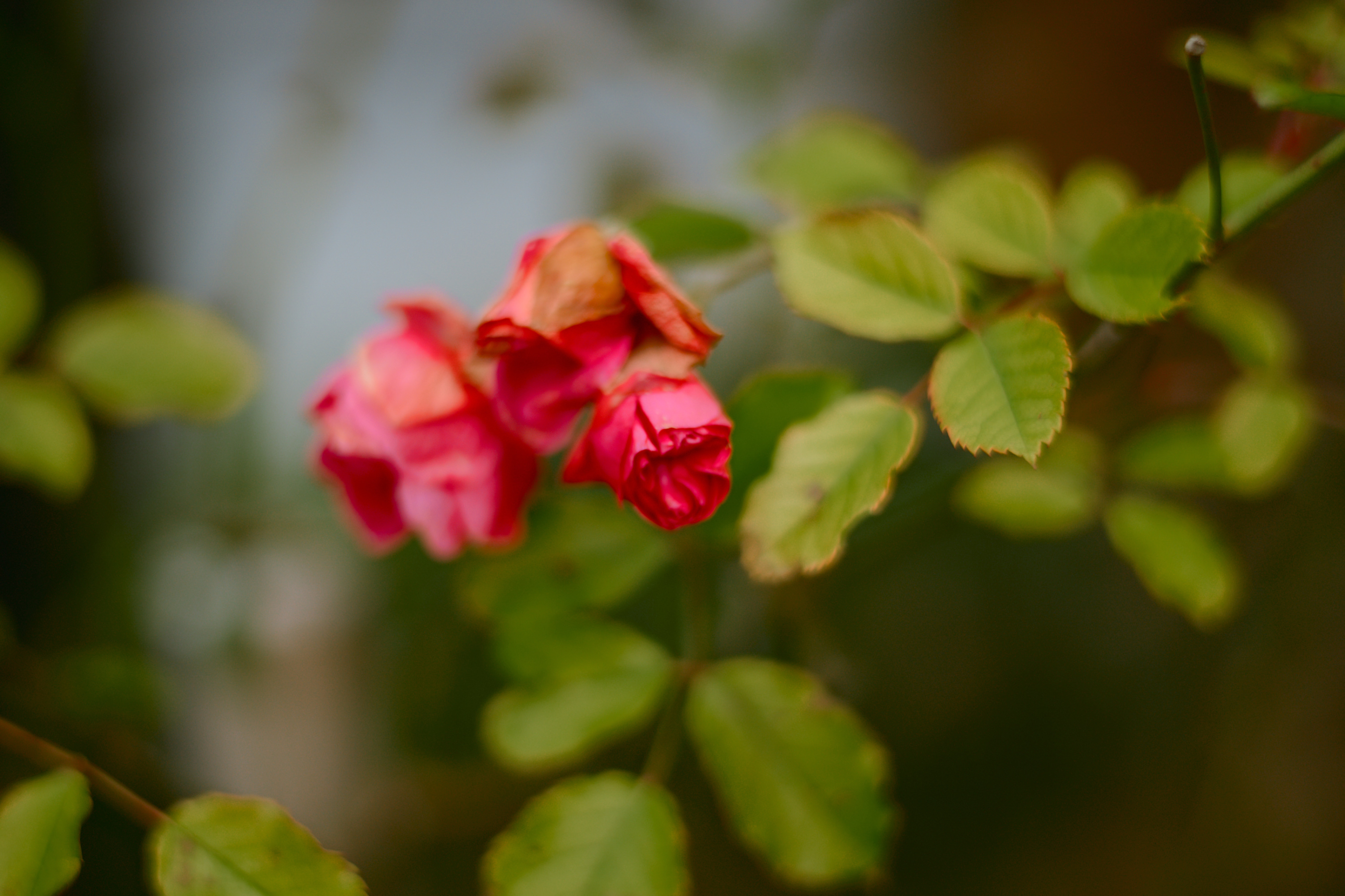 LEICA M11 P L1005921