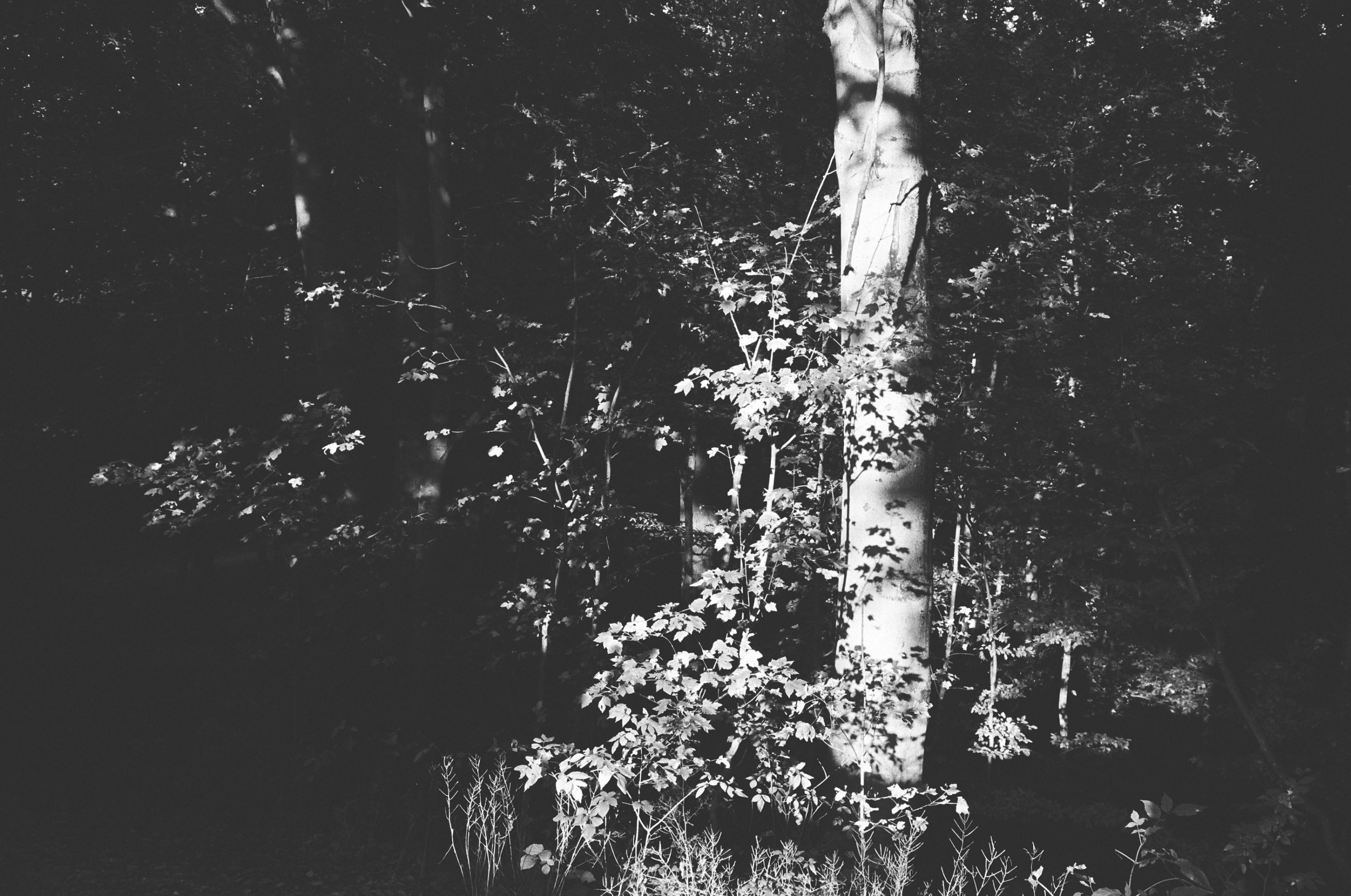 LEICA MP Leica MP 513486030005