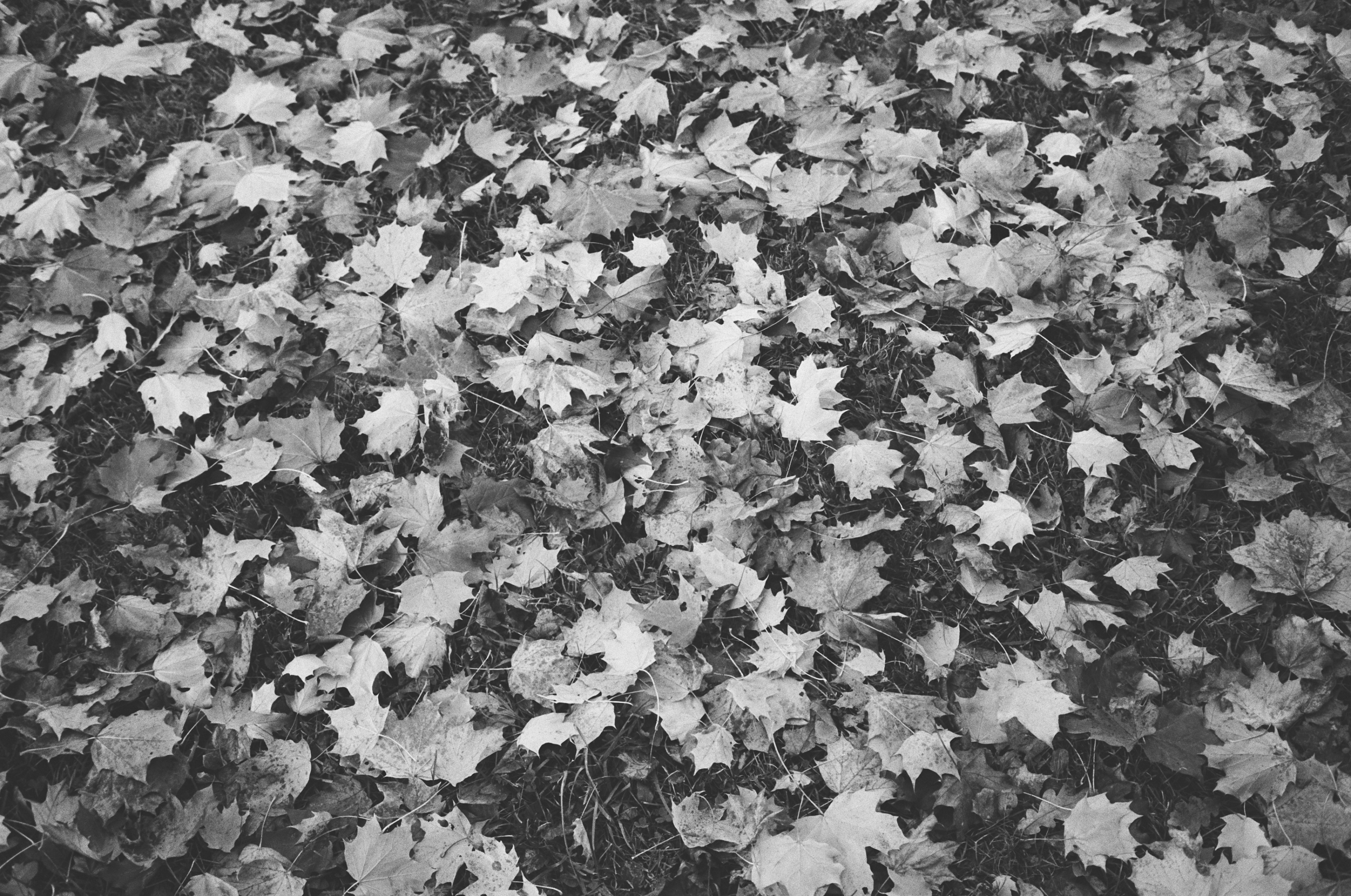 LEICA MP Leica MP 513486030023