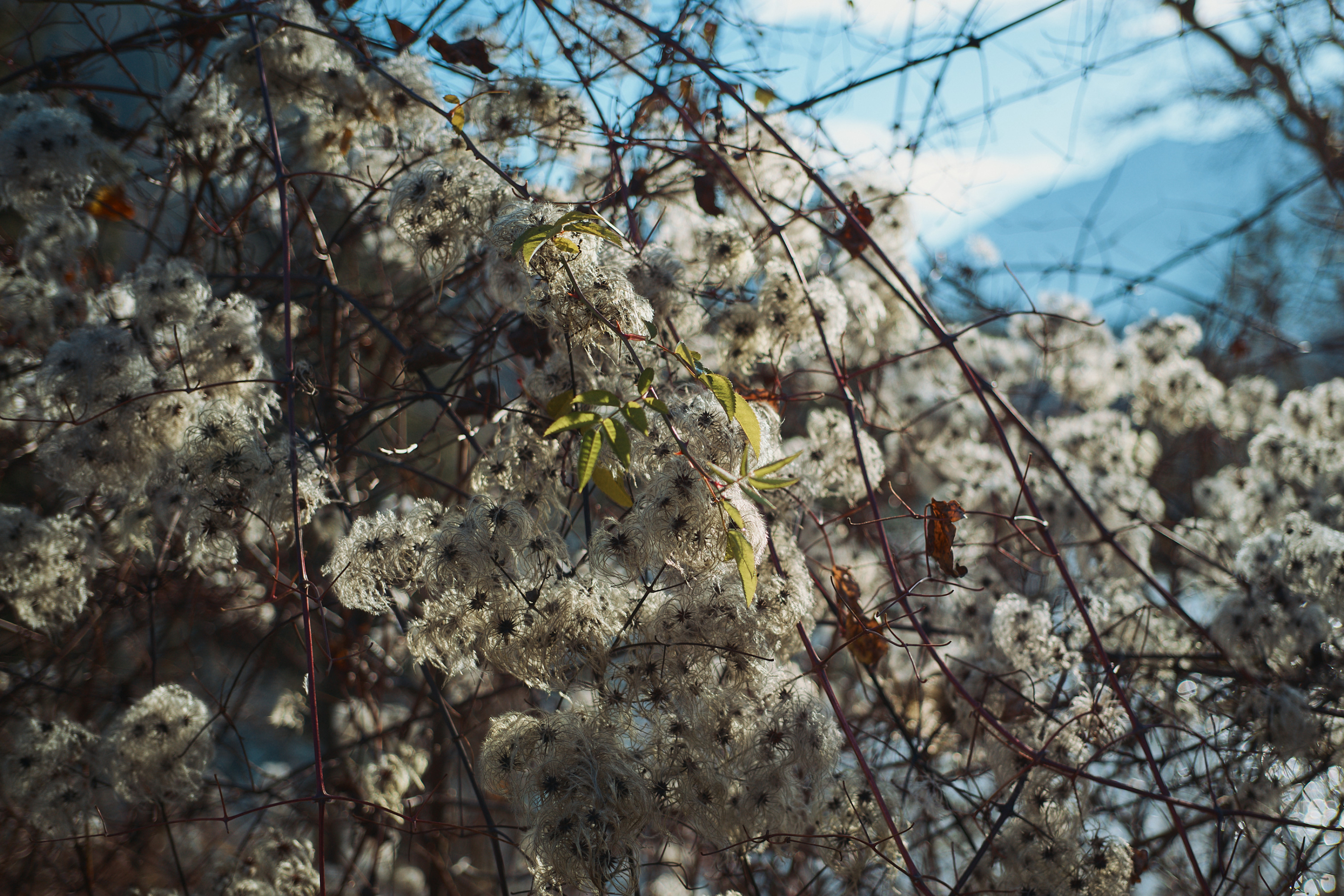 LEICA M11 P L1006068