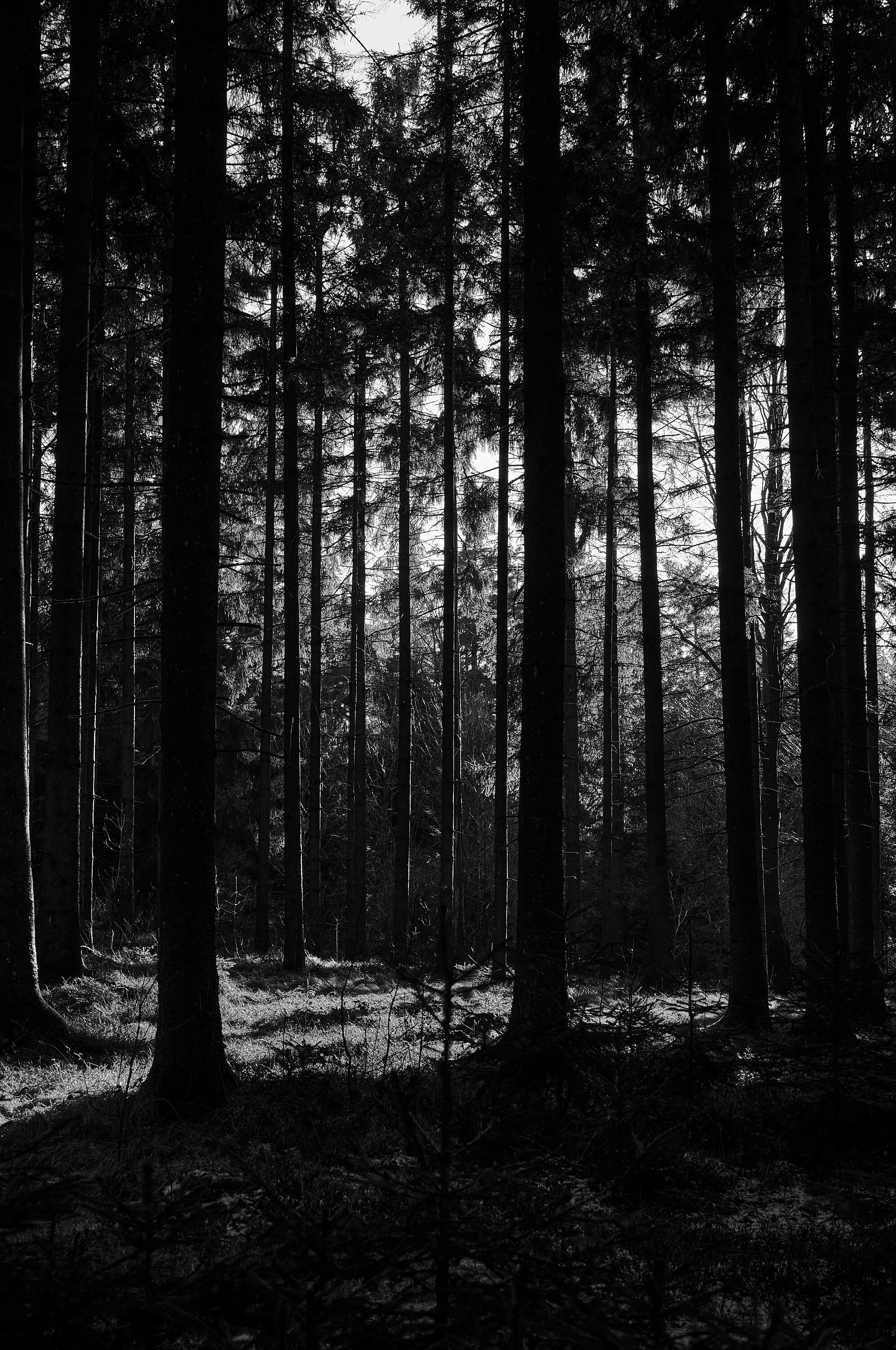 LEICA M11 Monochrom L1003124