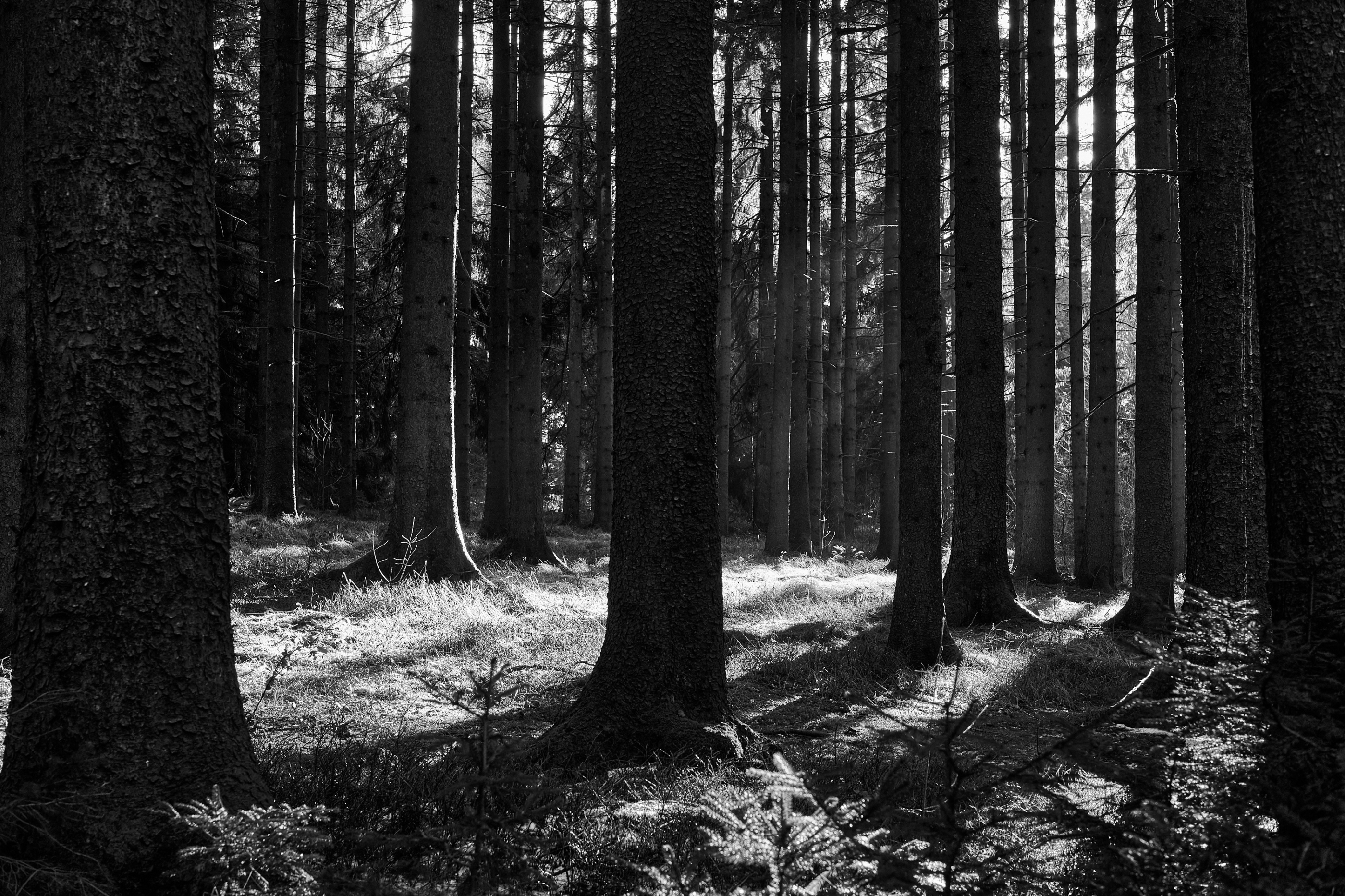 LEICA M11 Monochrom L1003125