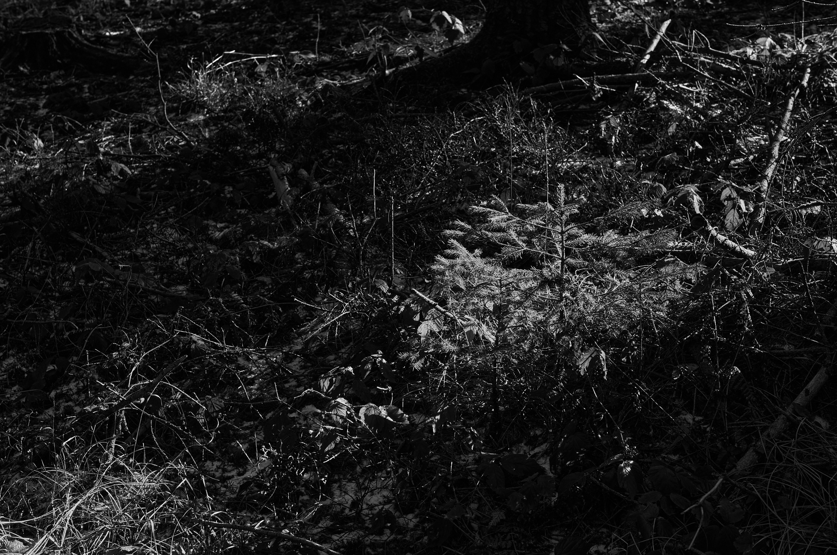 LEICA M11 Monochrom L1003126