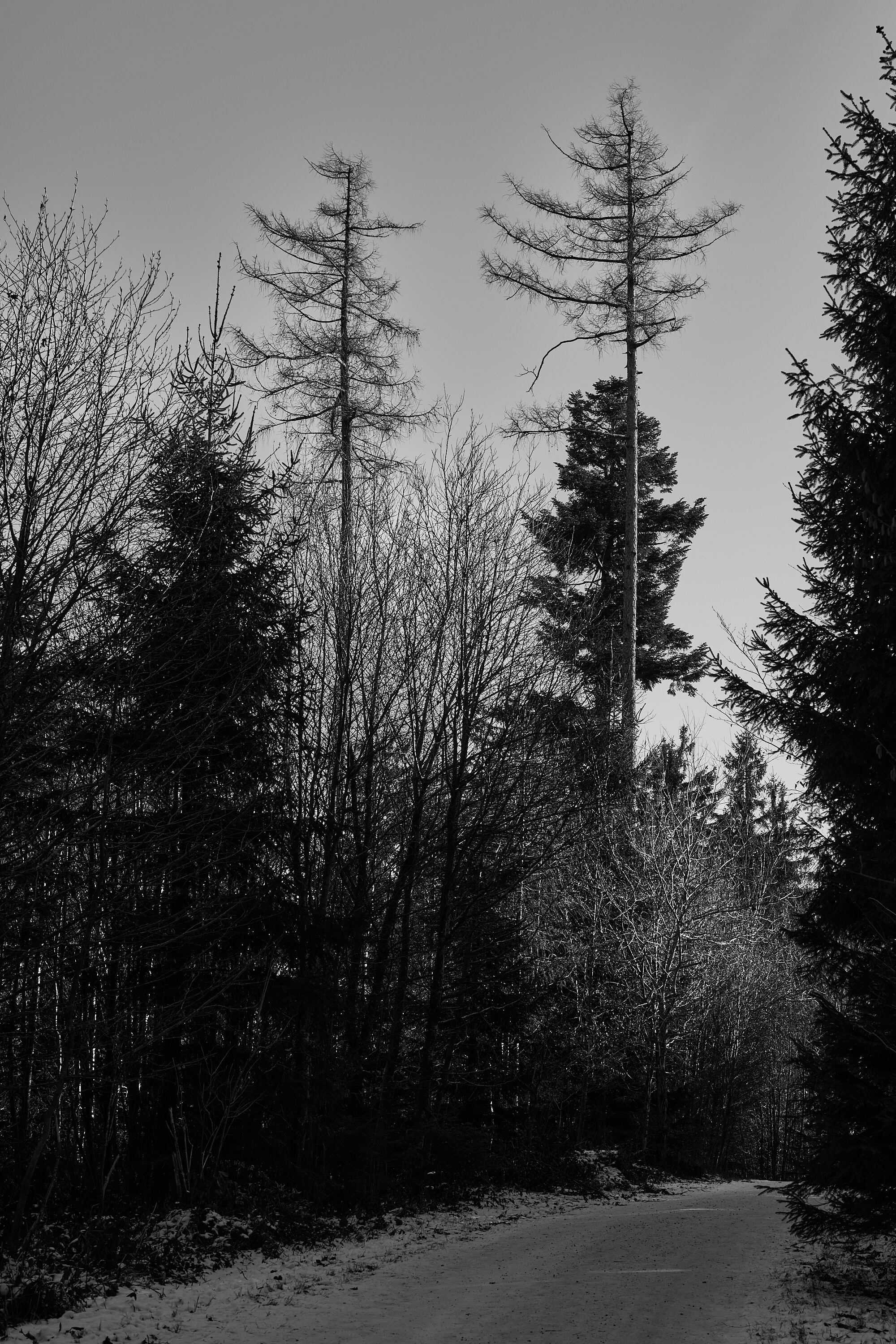 LEICA M11 Monochrom L1003131
