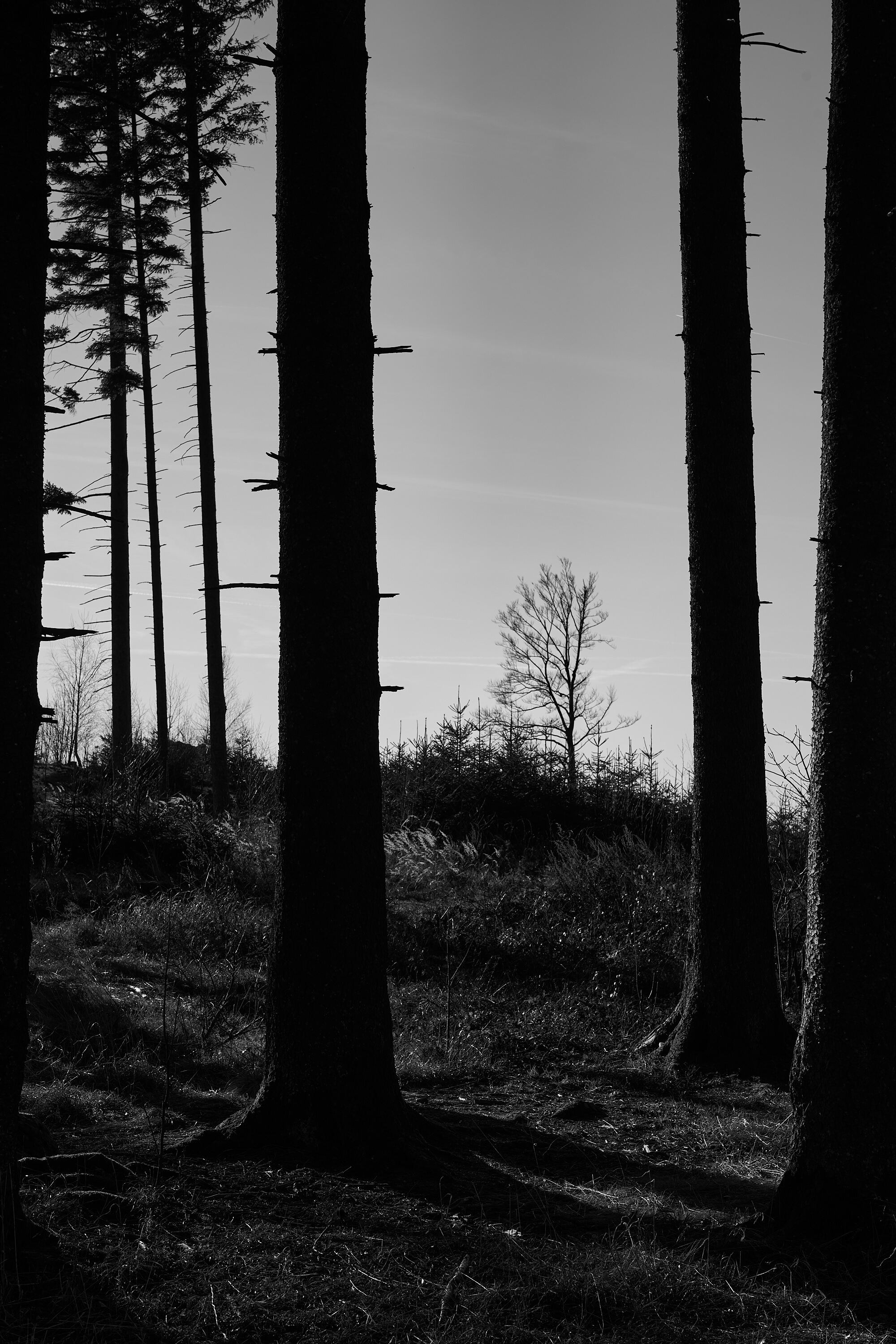 LEICA M11 Monochrom L1003153