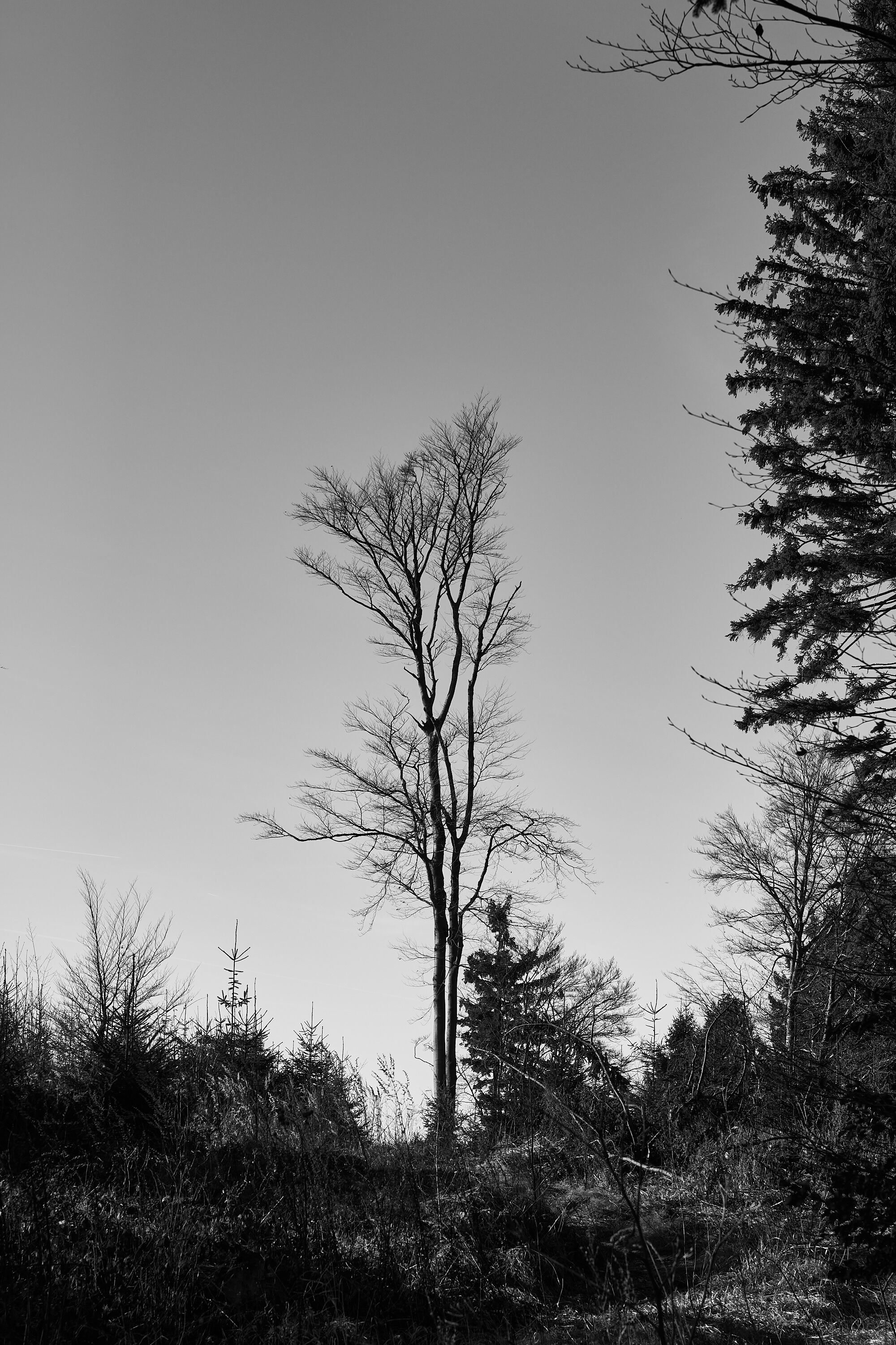 LEICA M11 Monochrom L1003154