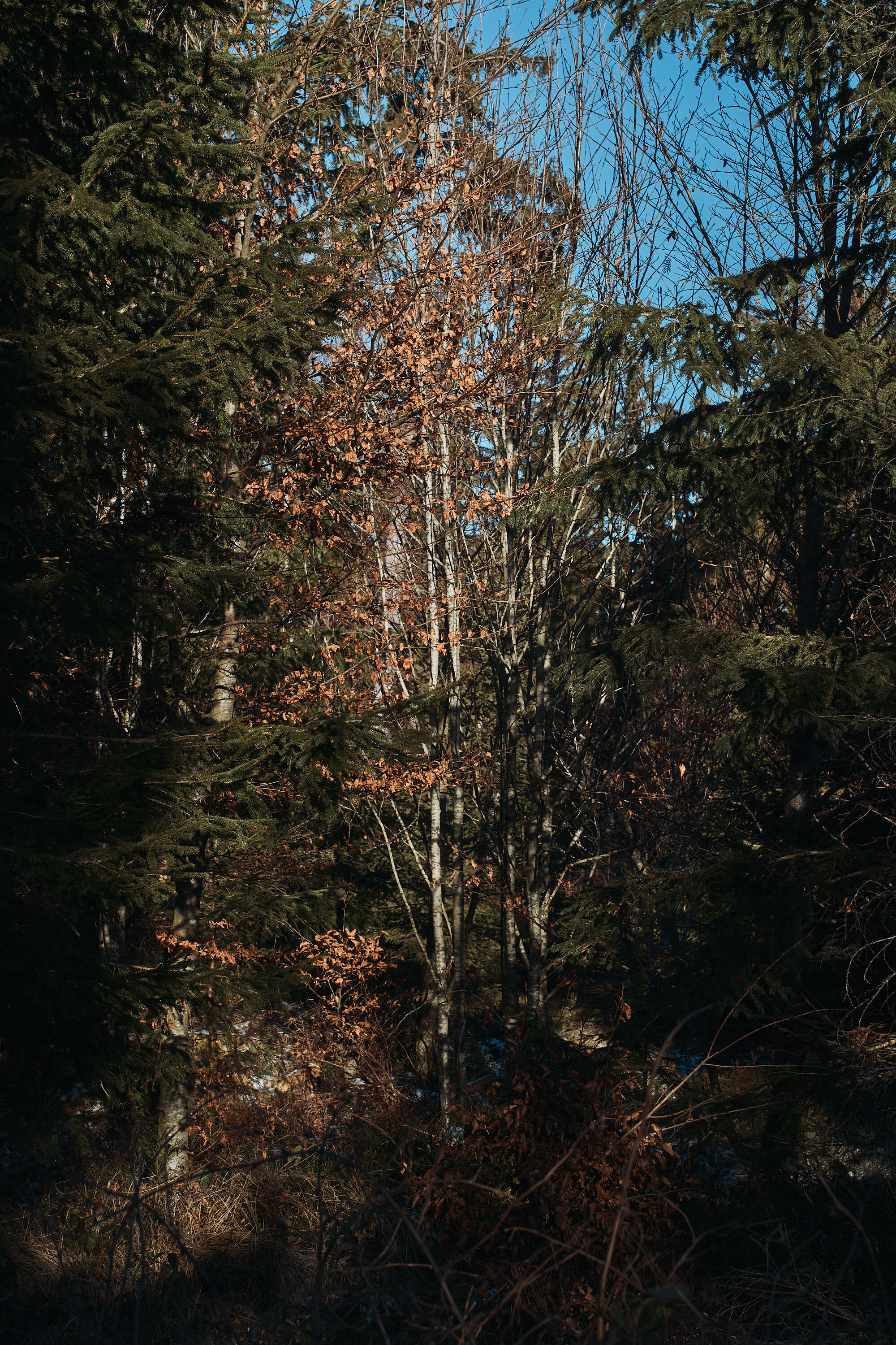 LEICA M11 P L1006237
