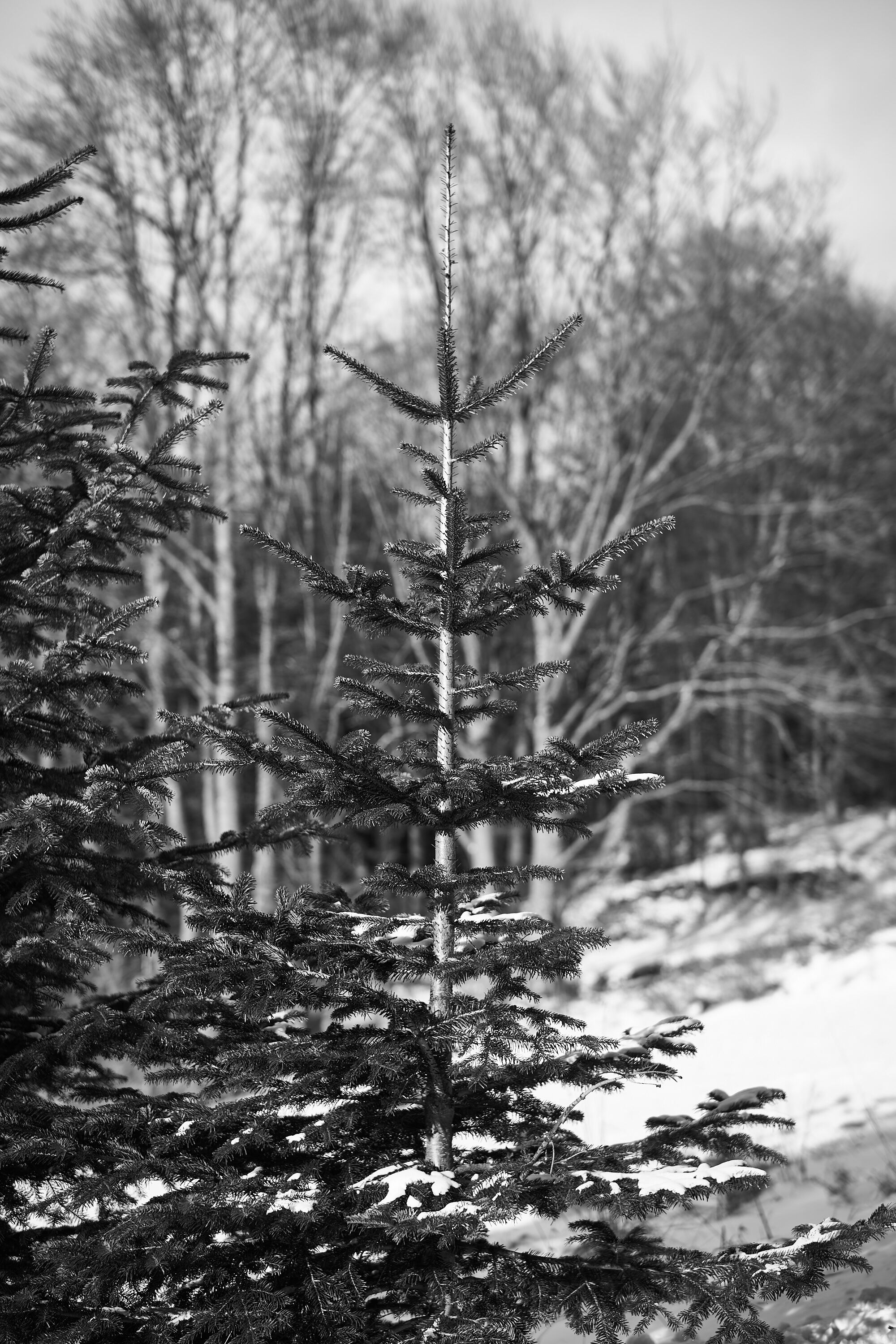 LEICA M11 Monochrom L1003215