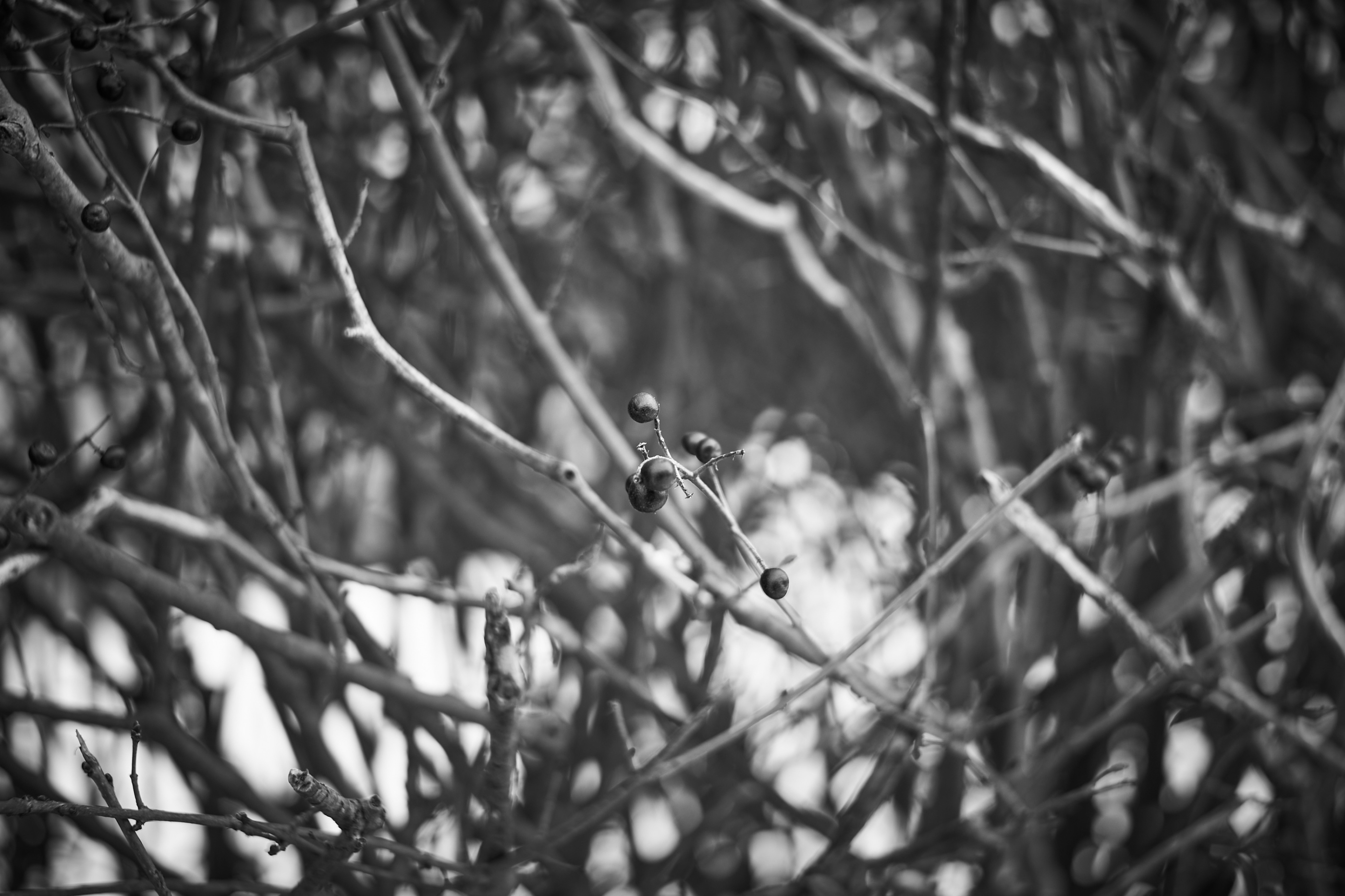 LEICA M11 Monochrom L1003252