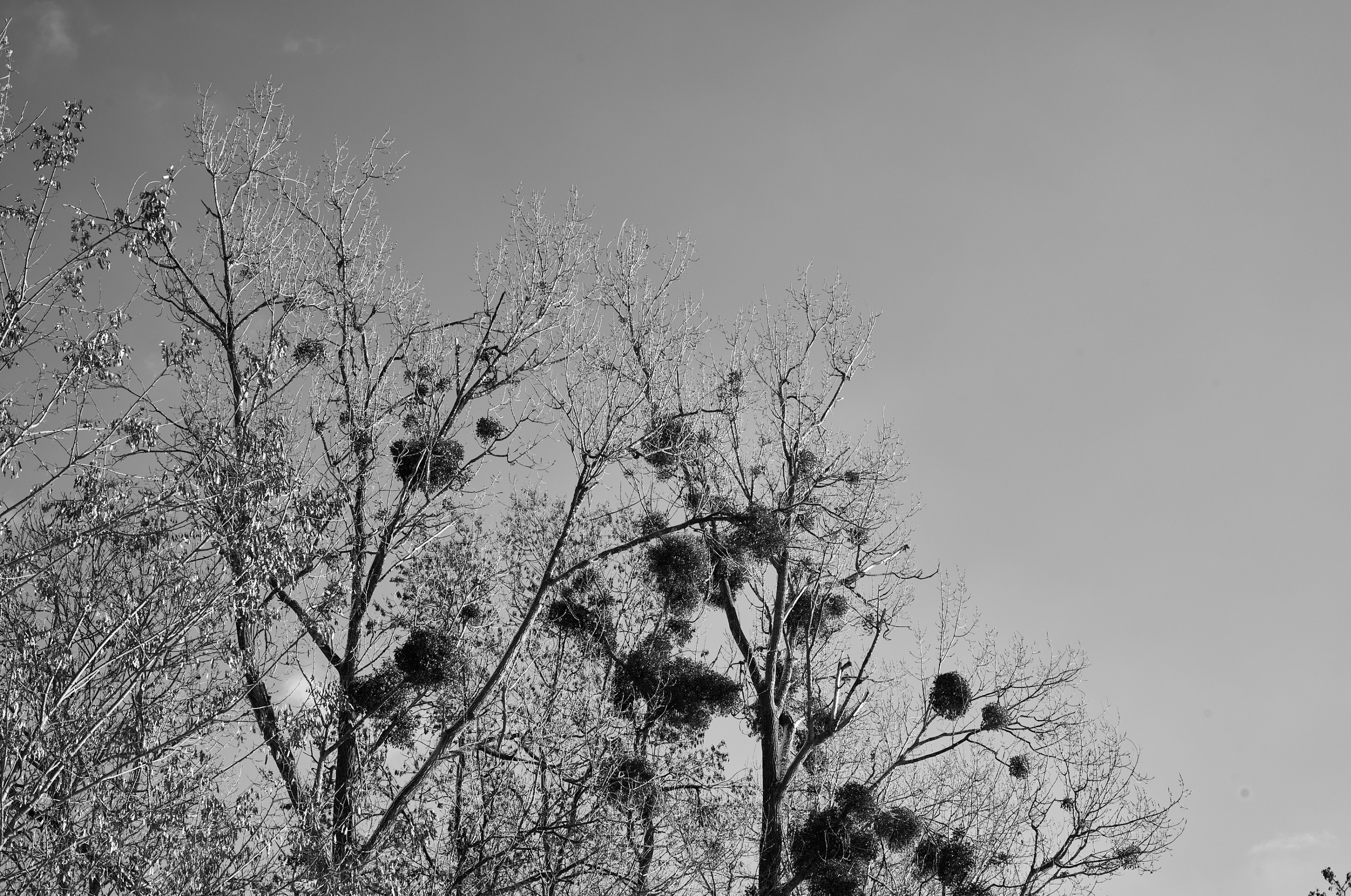 LEICA M11 Monochrom L1003325