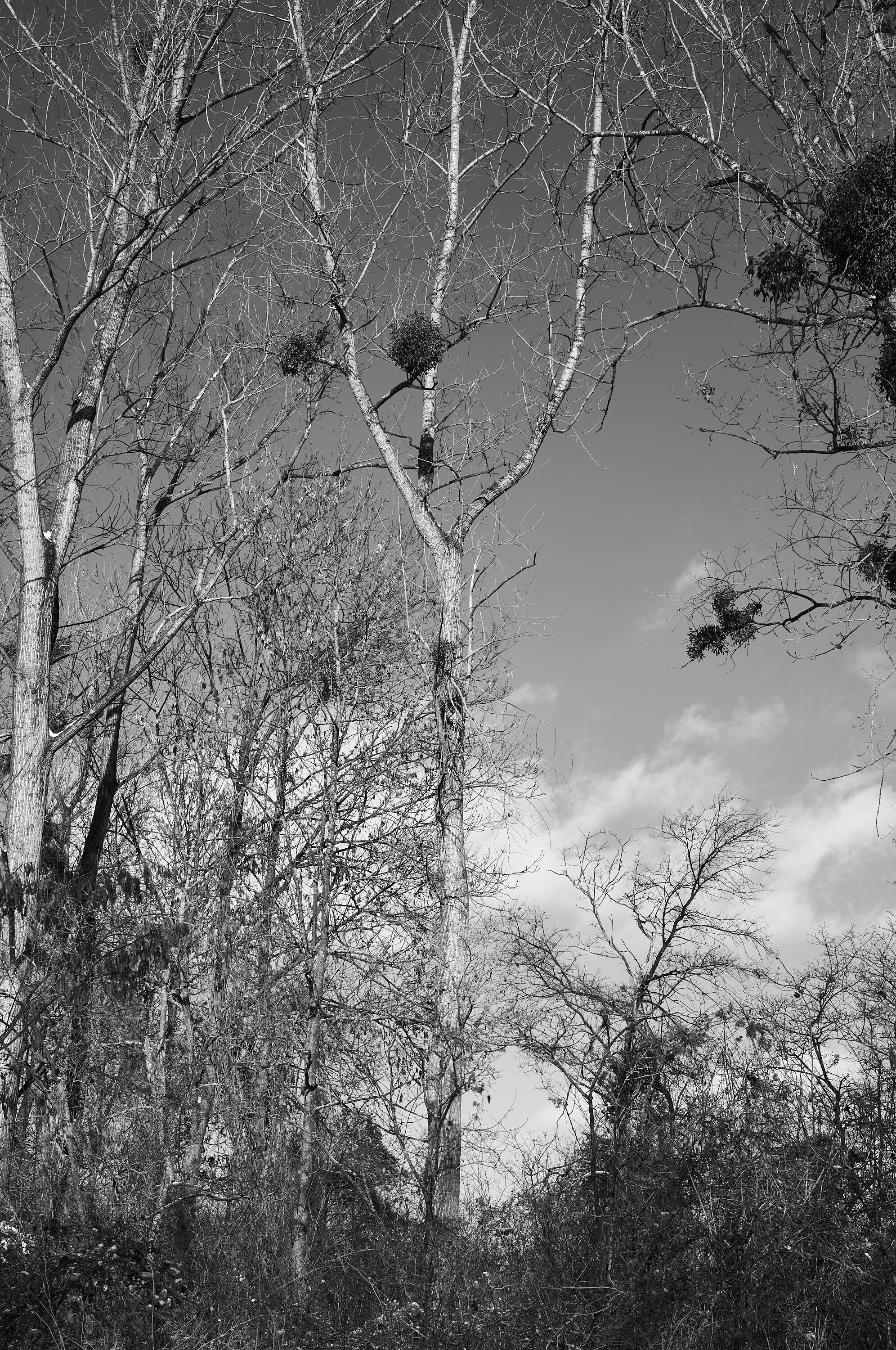 LEICA M11 Monochrom L1003328