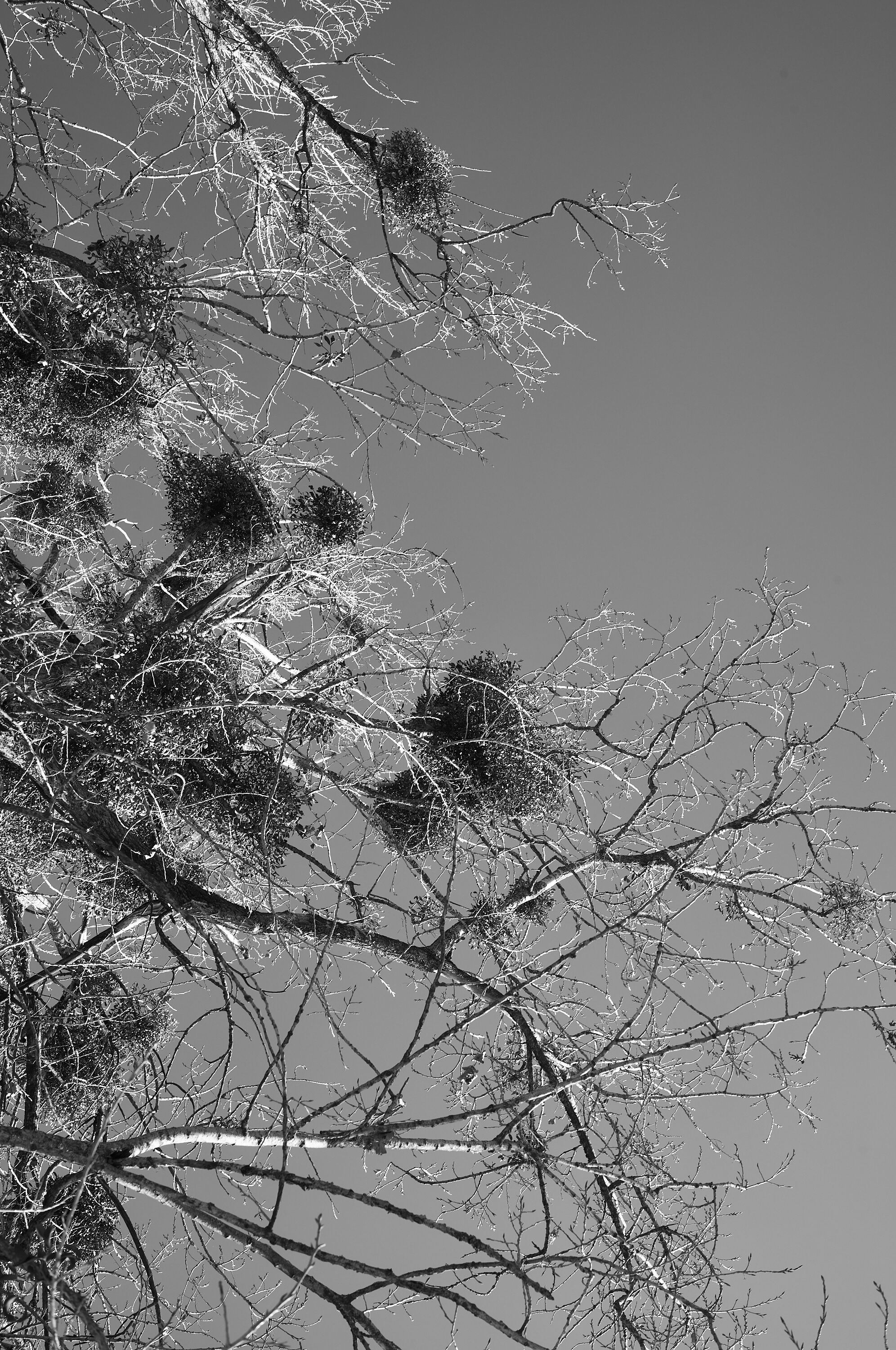 LEICA M11 Monochrom L1003329