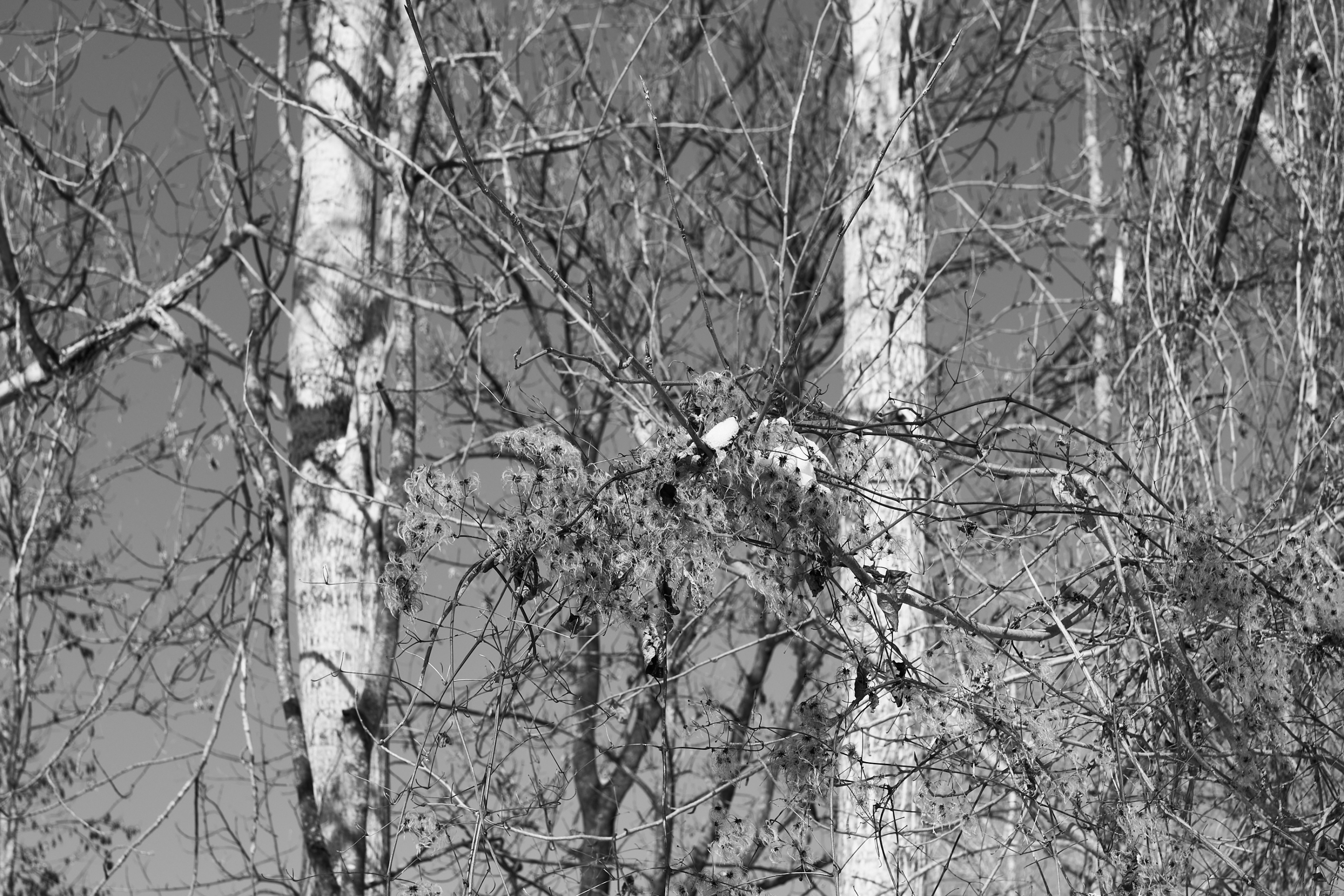 LEICA M11 Monochrom L1003331