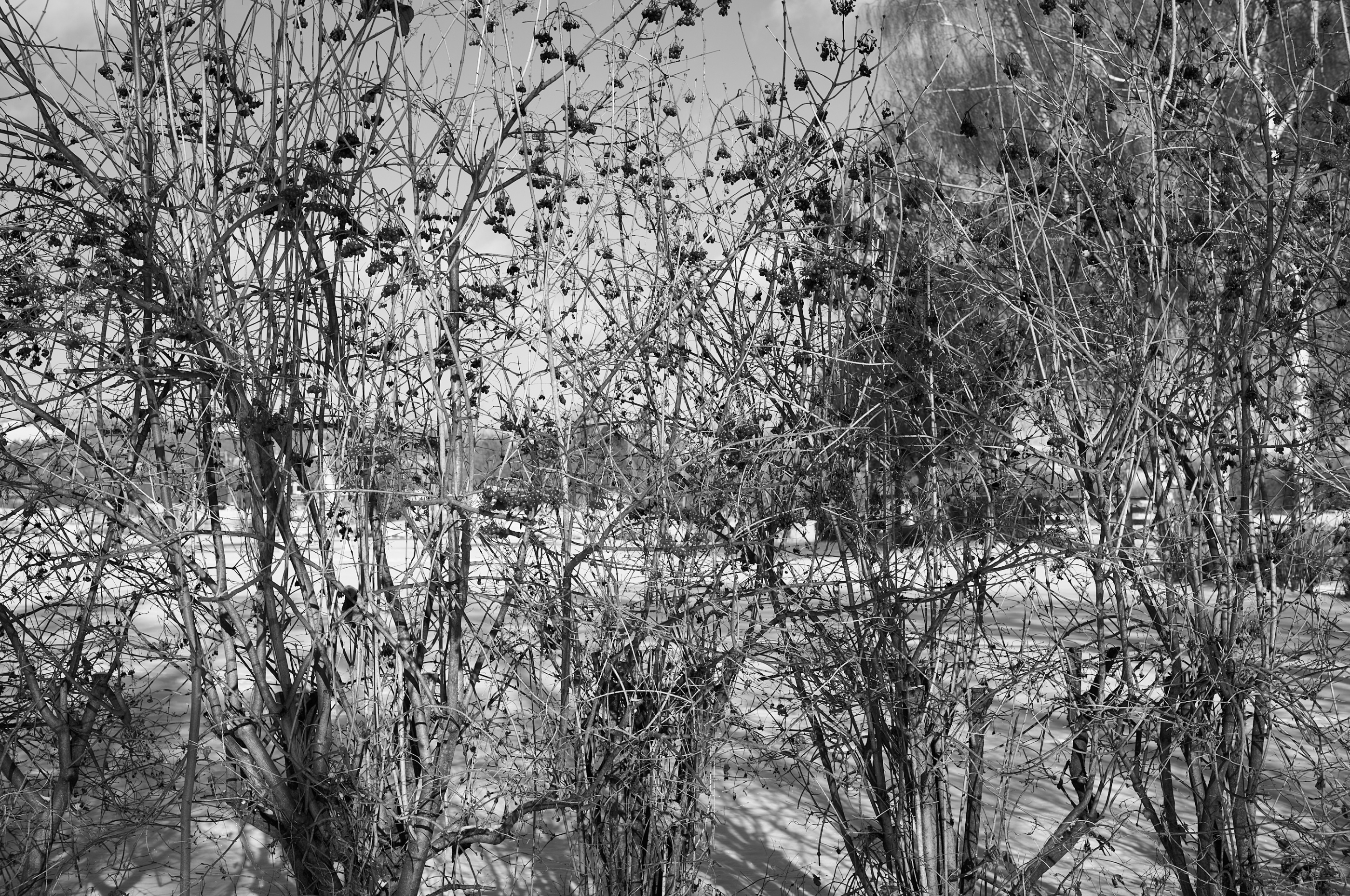 LEICA M11 Monochrom L1003333