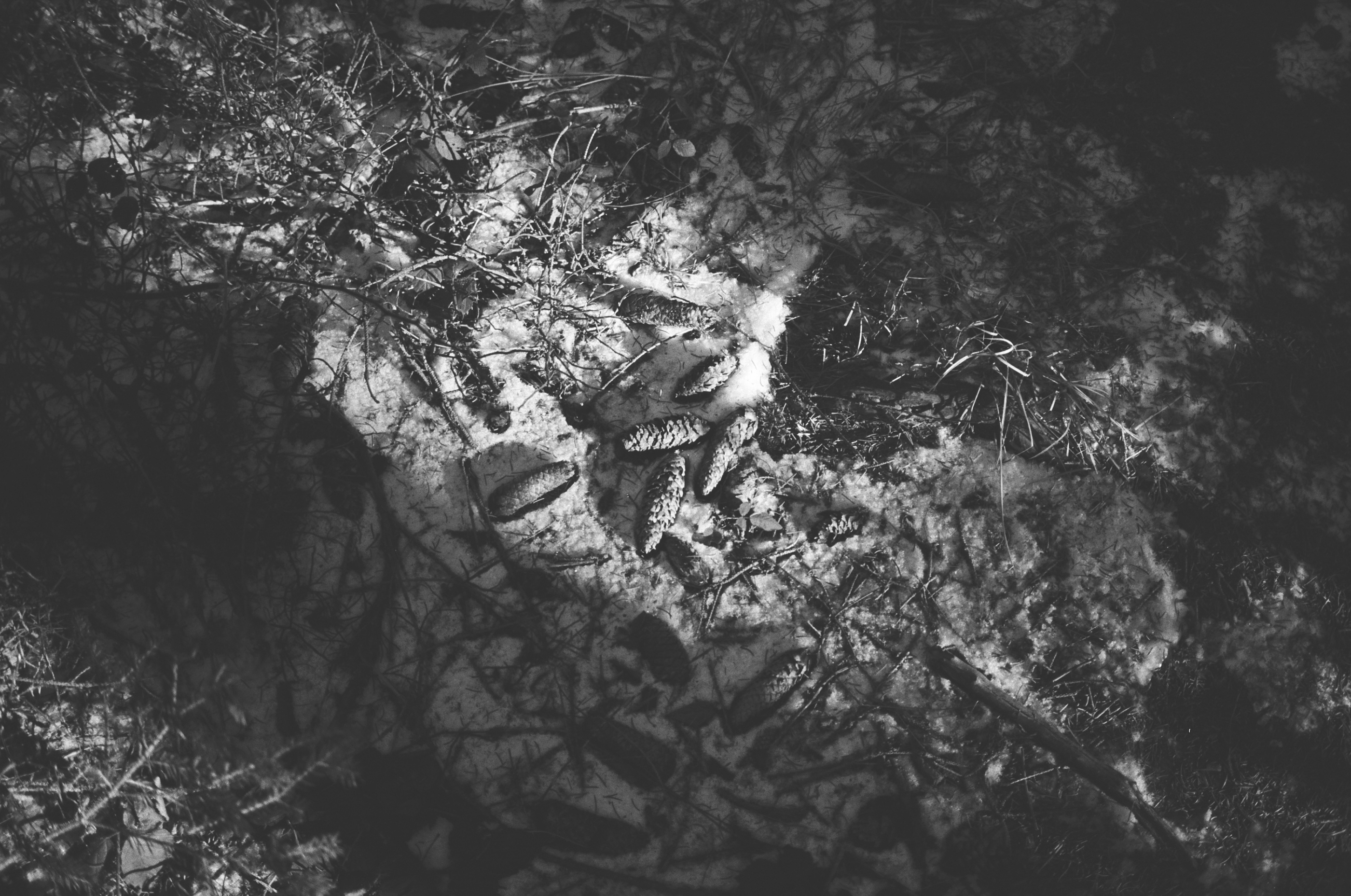 LEICA MP Leica MP 514108020024