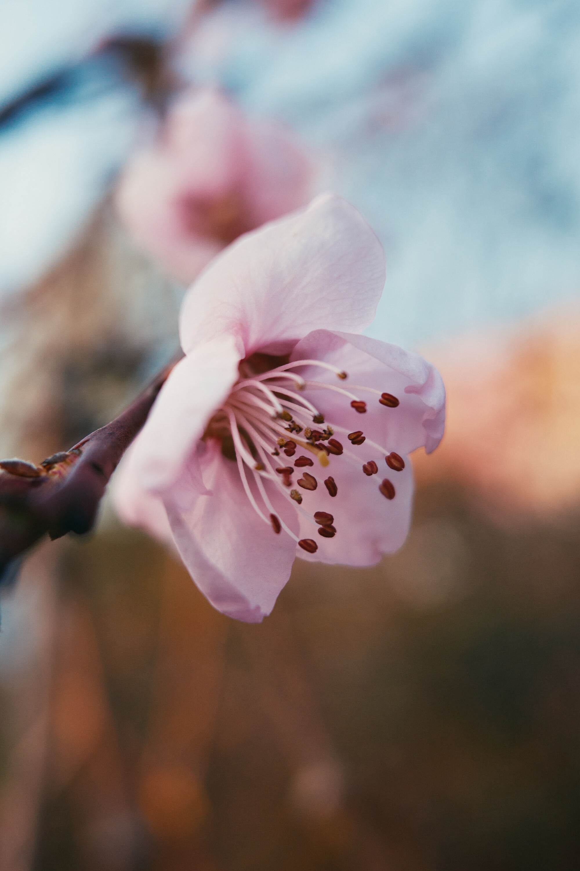 RICOH GR III R0000450