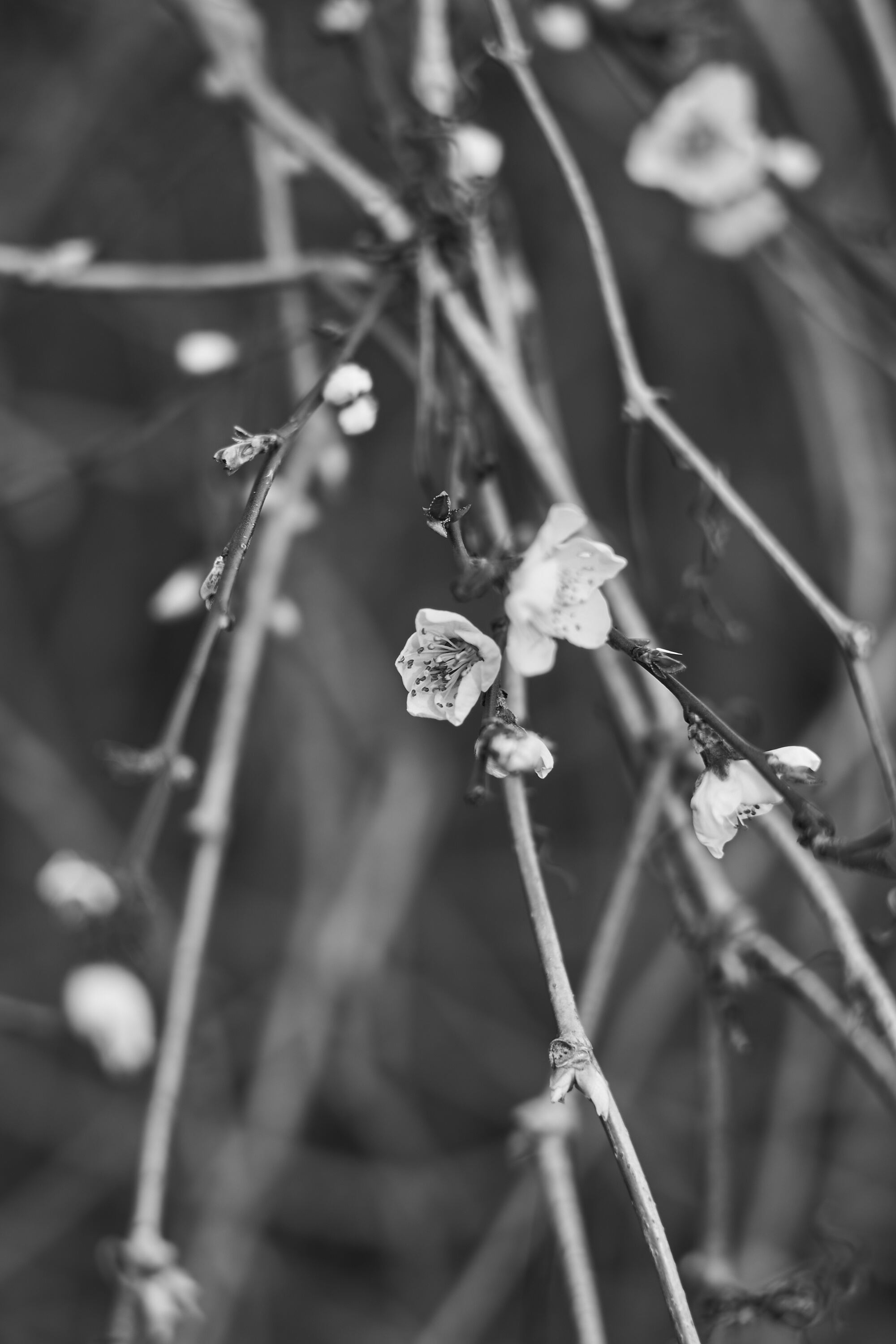 LEICA M11 Monochrom L1003897