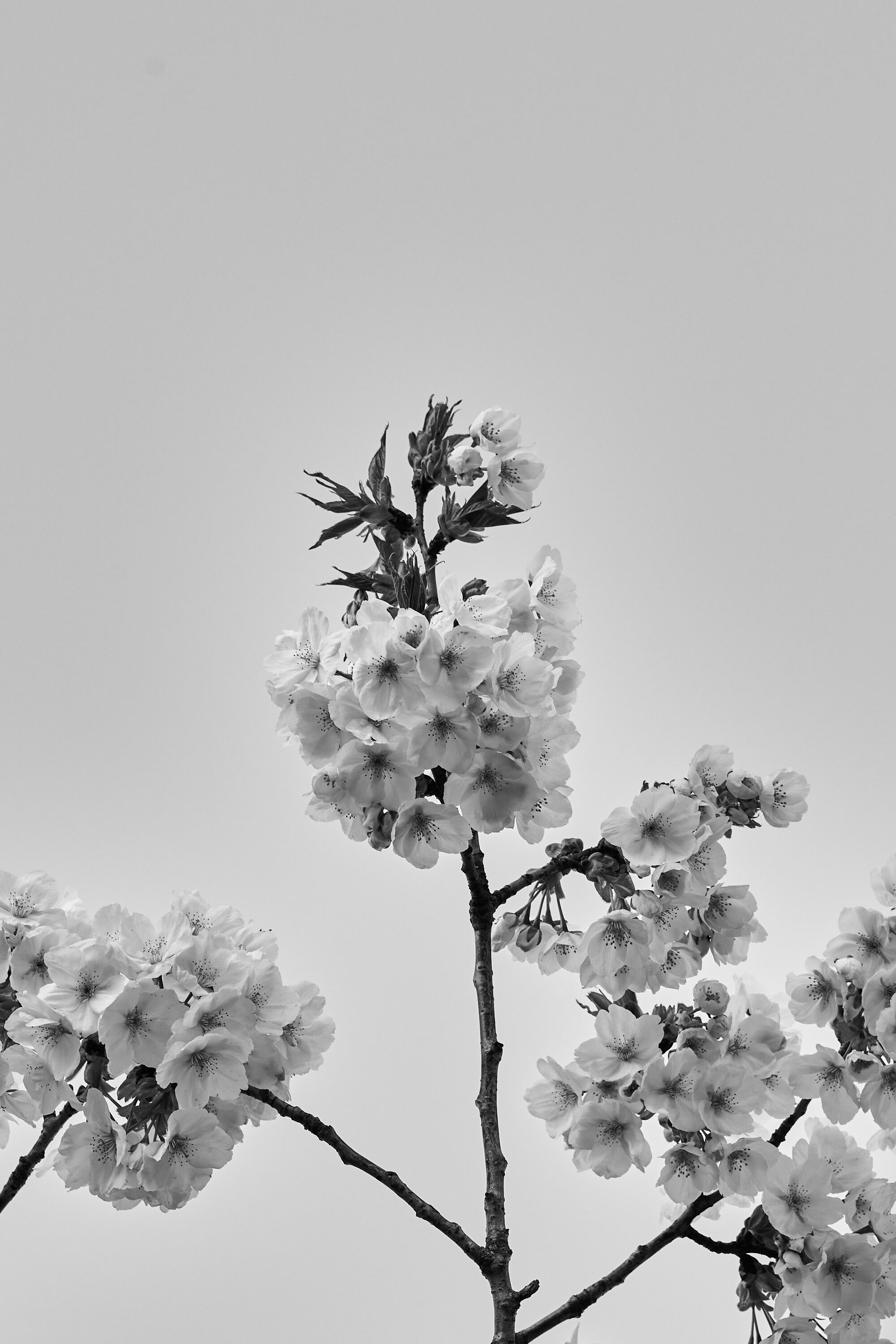 LEICA M11 Monochrom L1003905