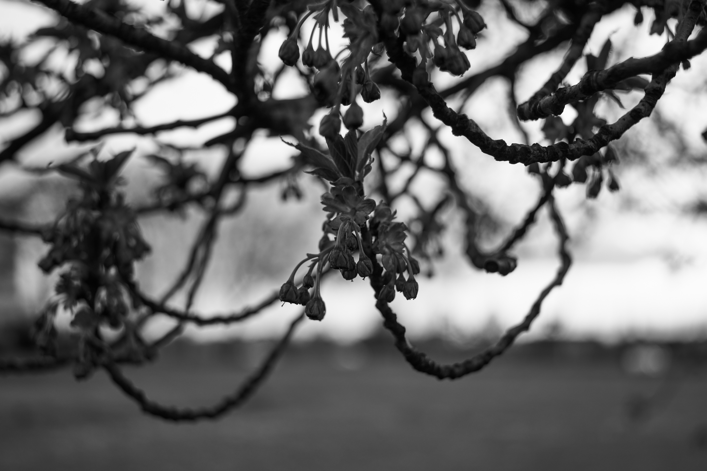 LEICA M11 Monochrom L1003907