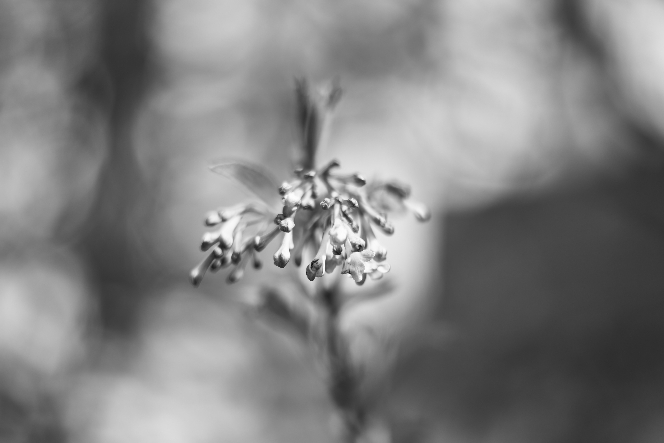 LEICA M11 Monochrom L1003937