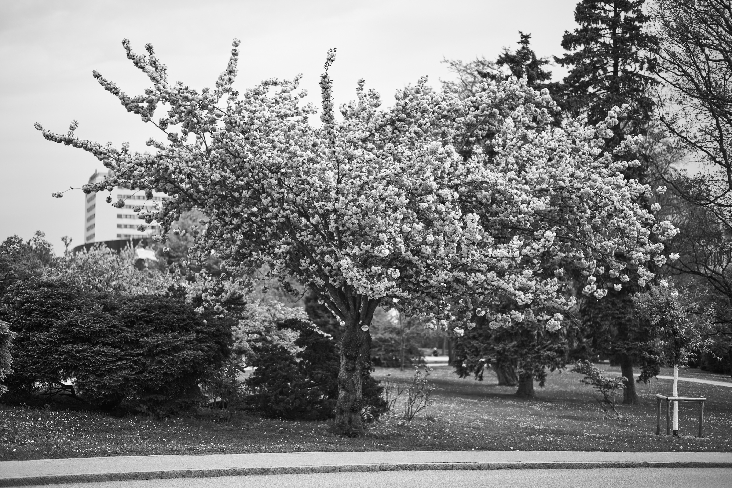 LEICA M11 Monochrom L1003952