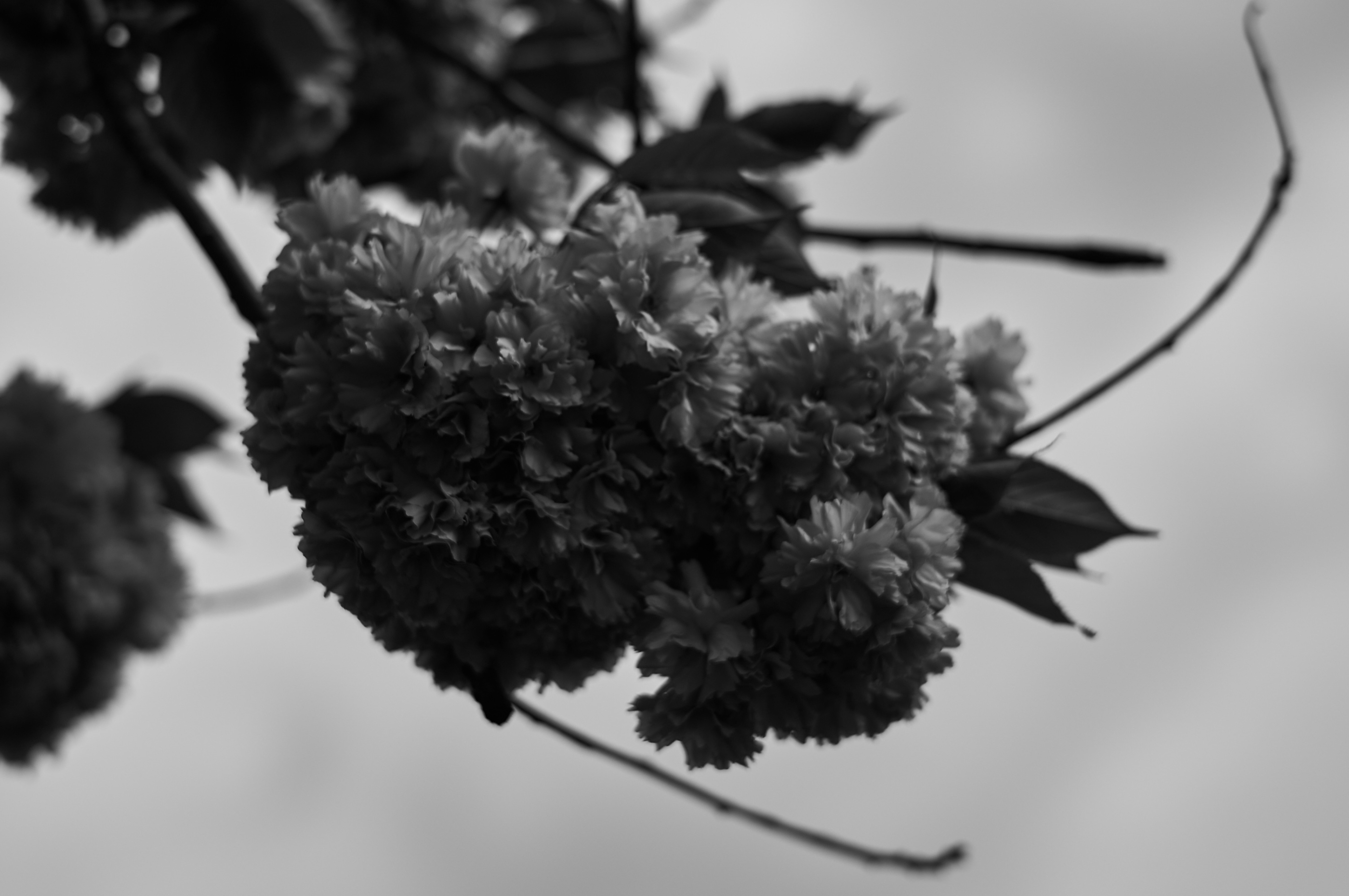 LEICA M11 Monochrom L1003955