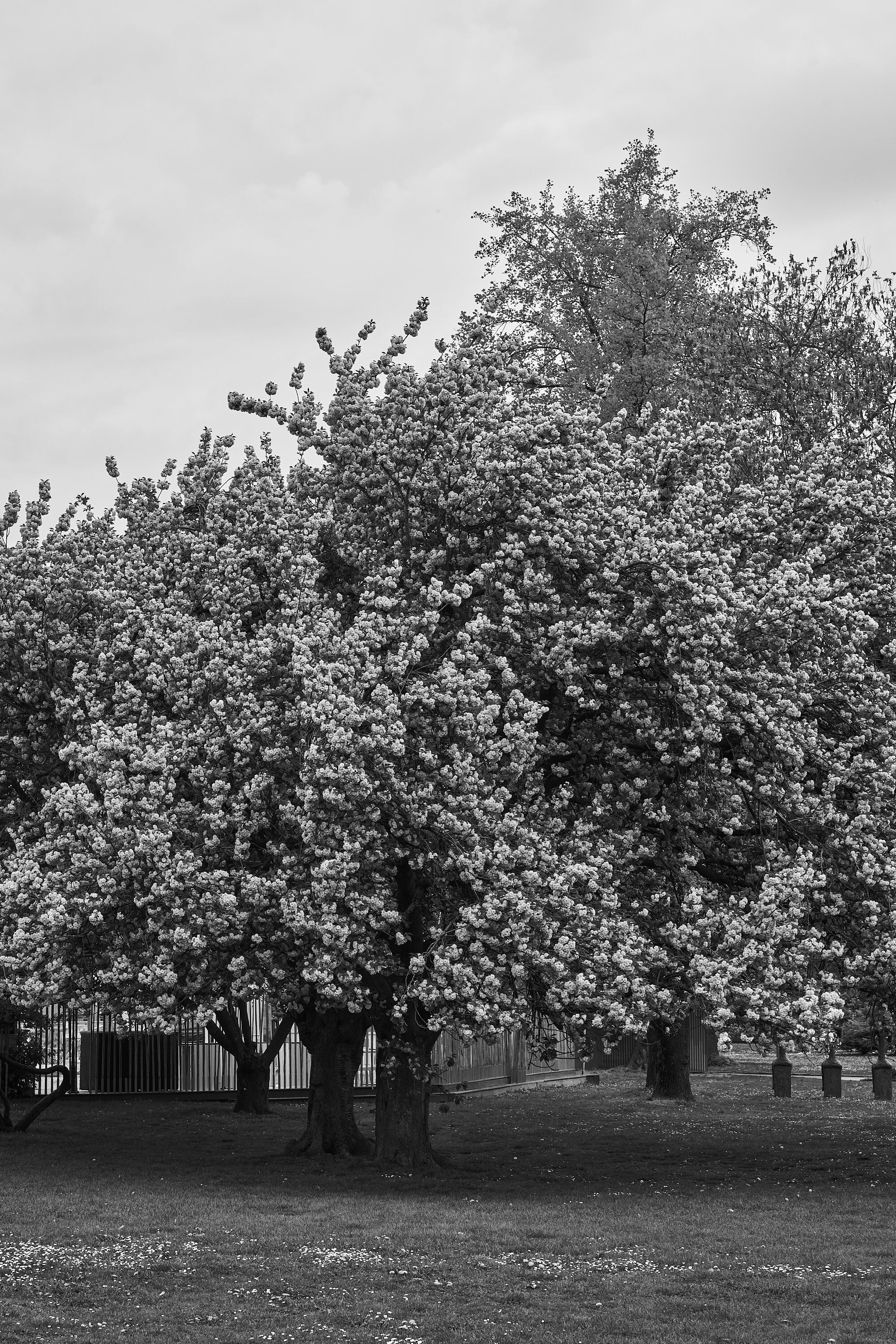 LEICA M11 Monochrom L1003960