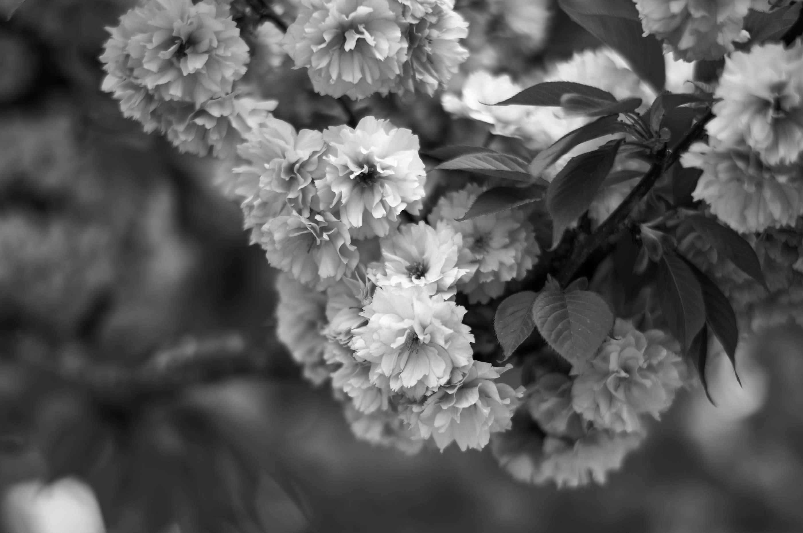 LEICA M11 Monochrom L1003964