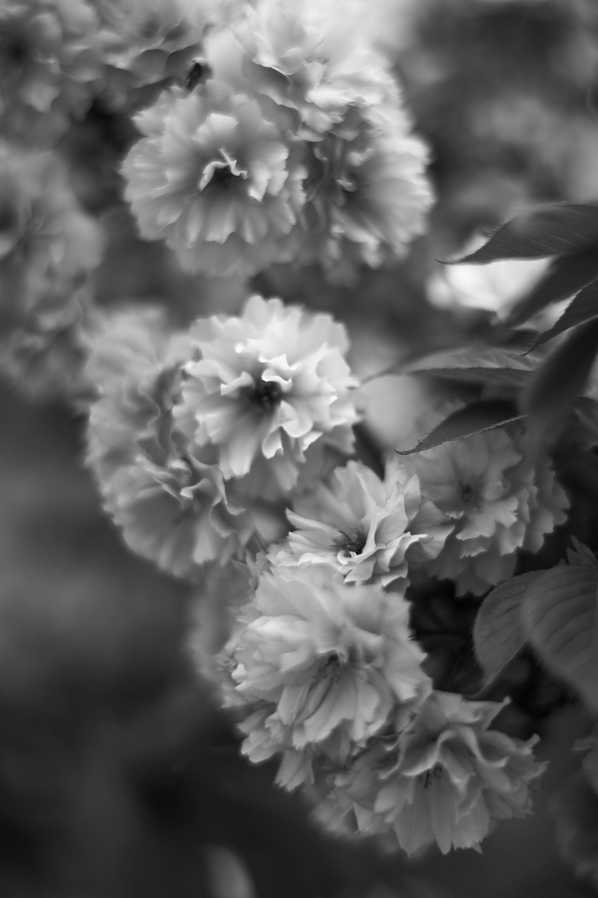 LEICA M11 Monochrom L1003965