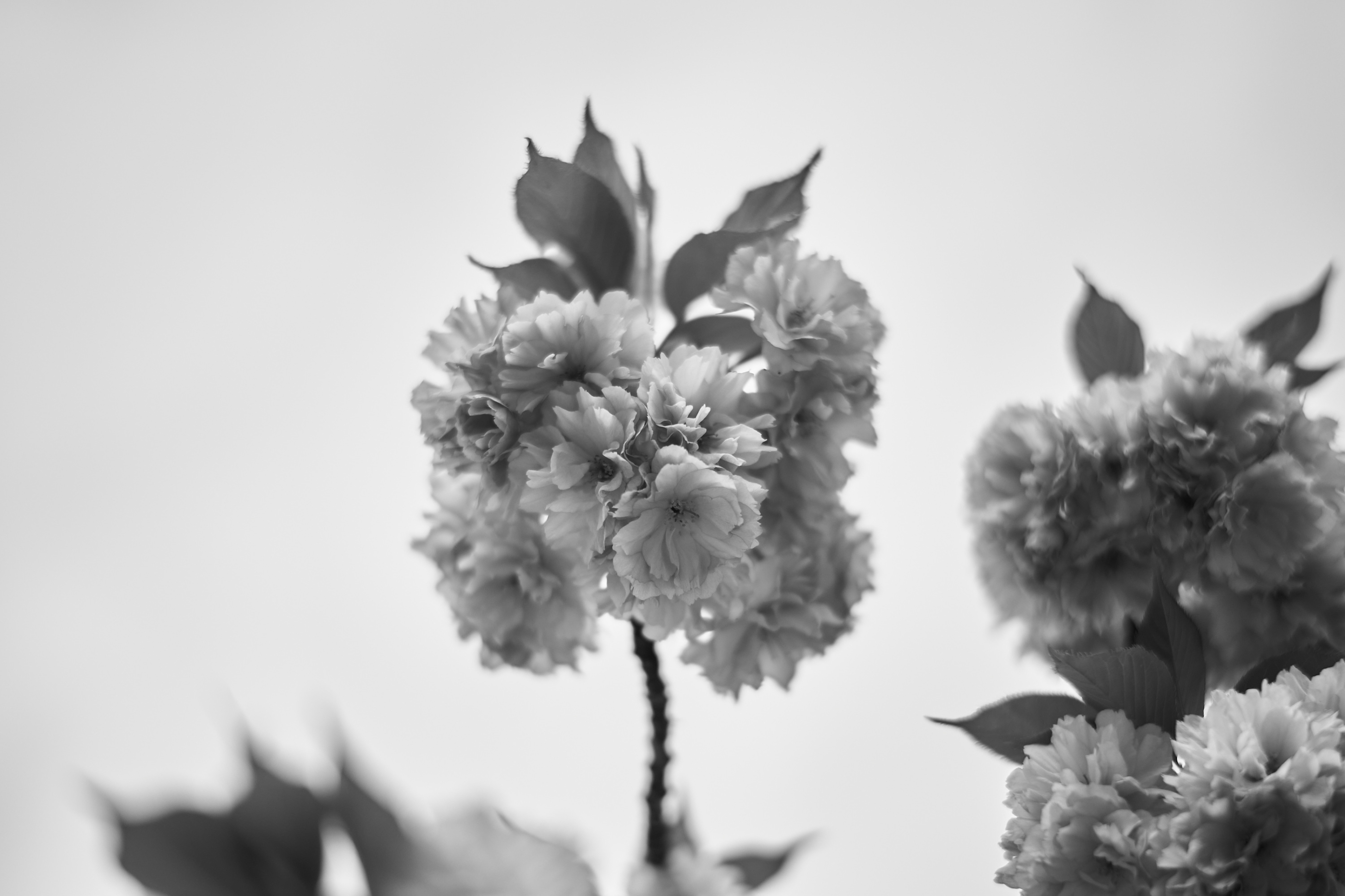 LEICA M11 Monochrom L1003966