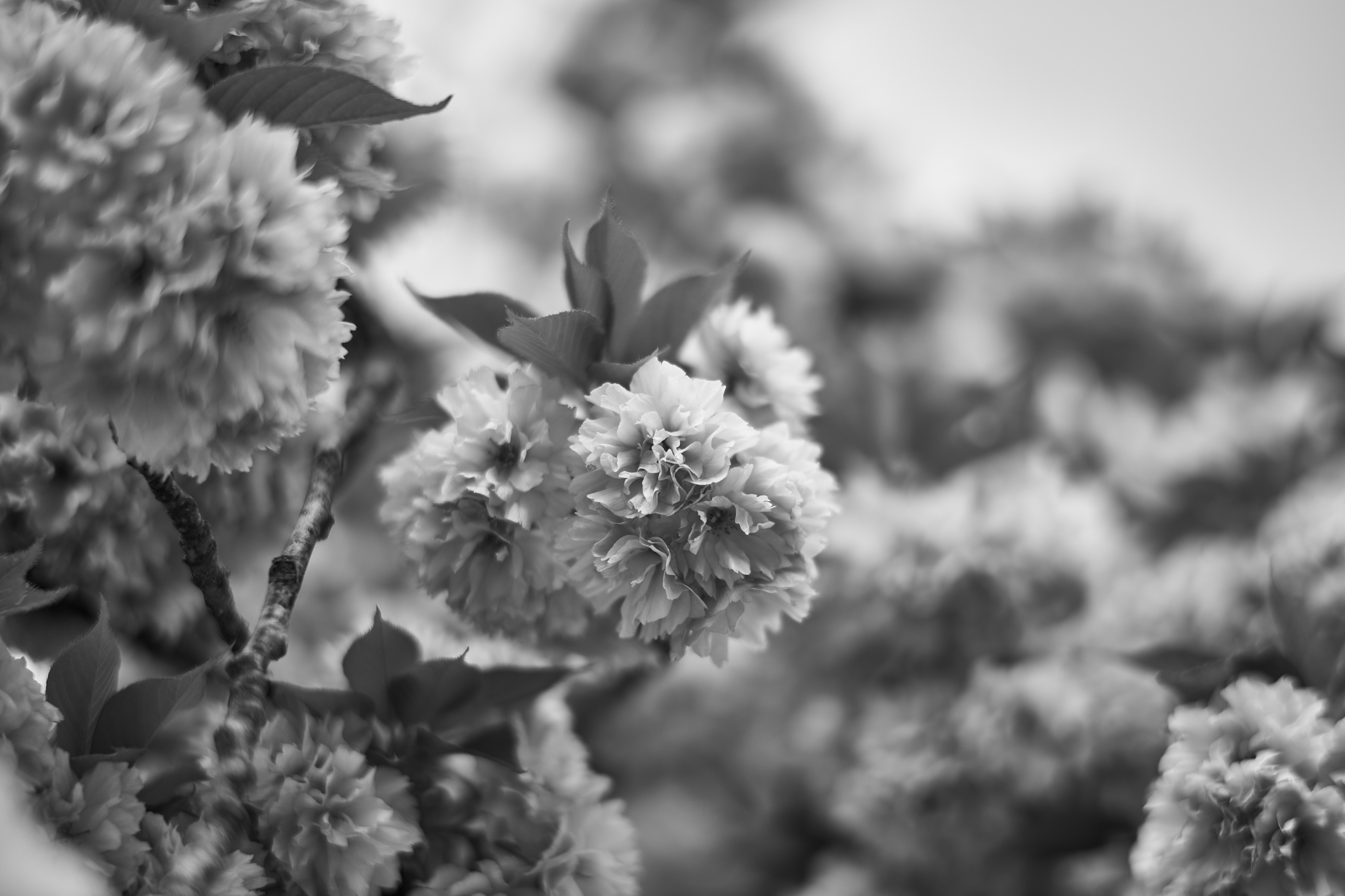 LEICA M11 Monochrom L1003967