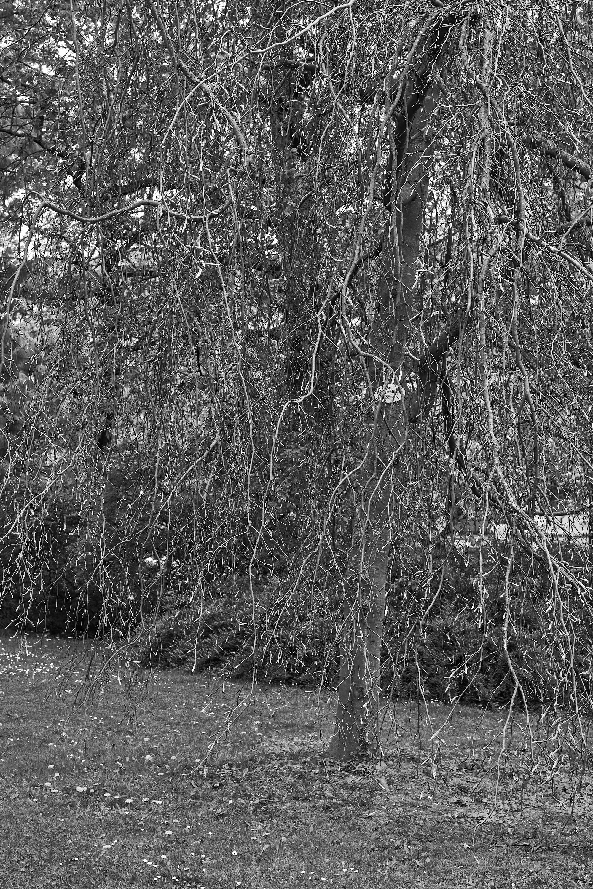 LEICA M11 Monochrom L1003982