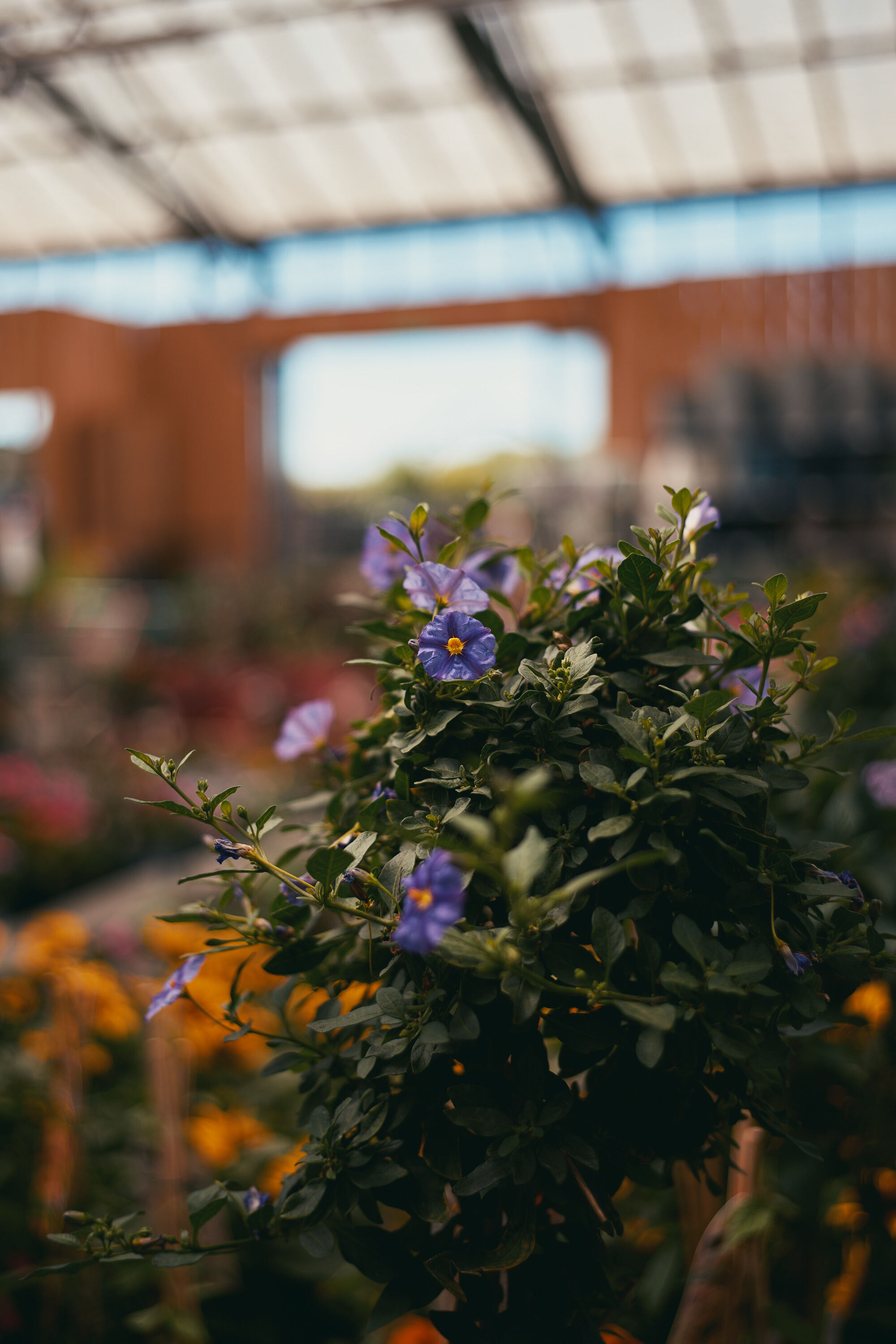 LEICA M11 P L1006766