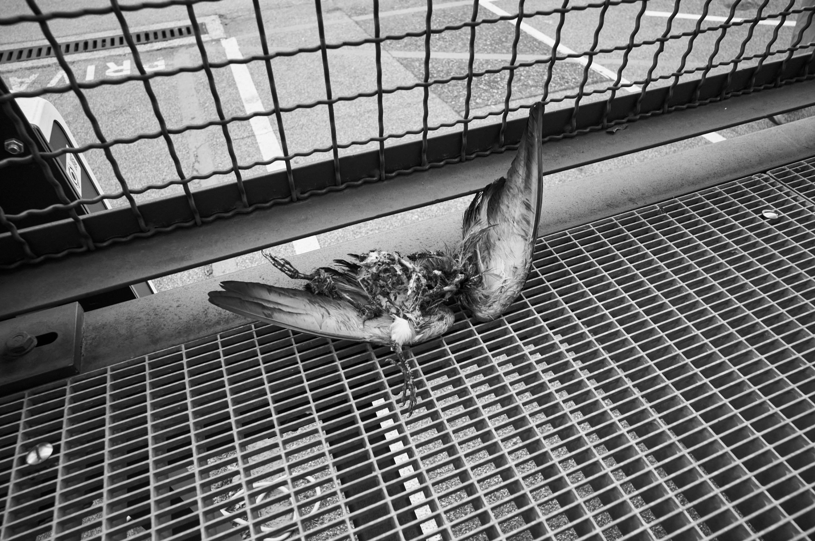LEICA M11 Monochrom L1004126