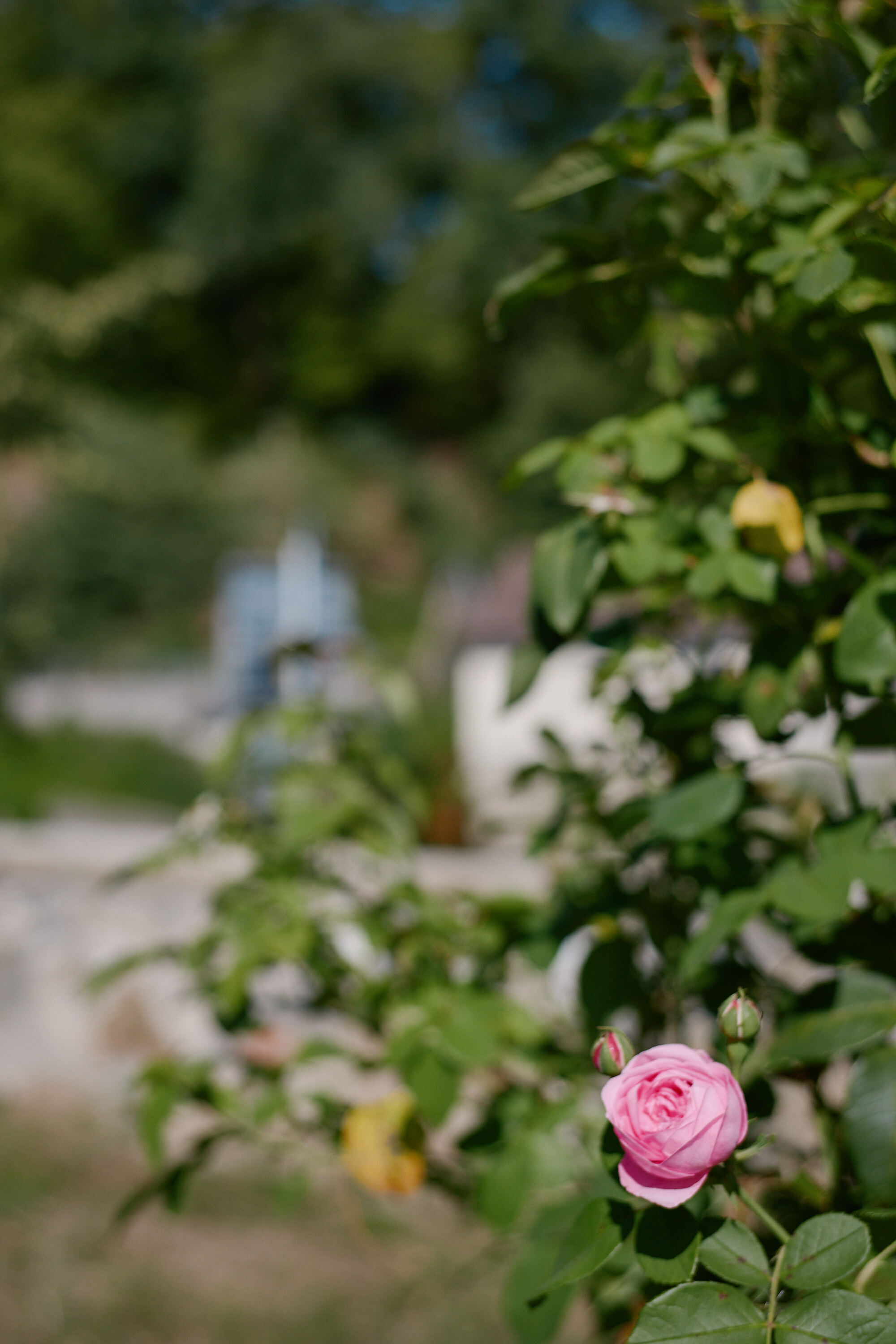 LEICA M11 P L1007154
