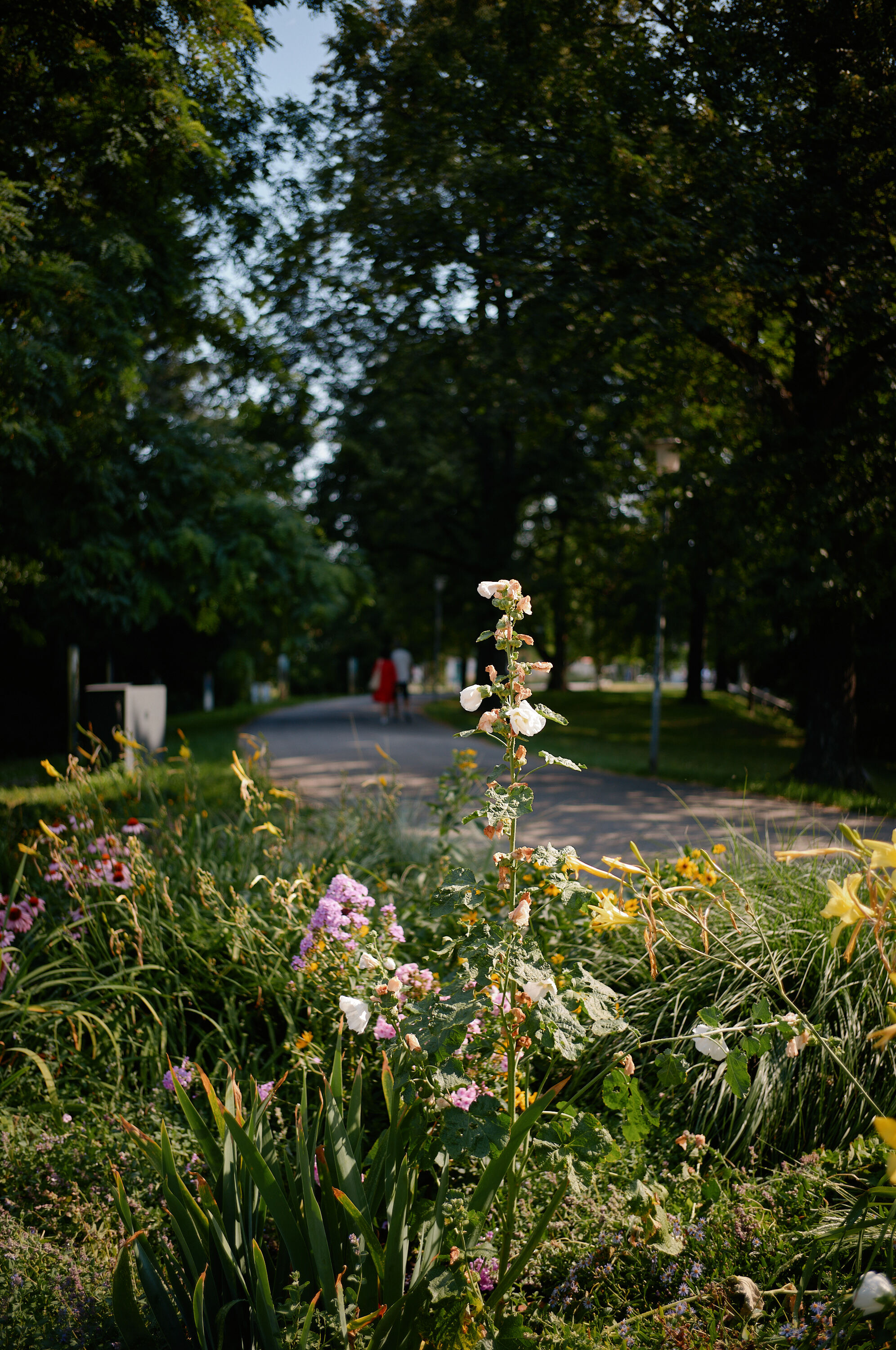 LEICA M11 P L1007232