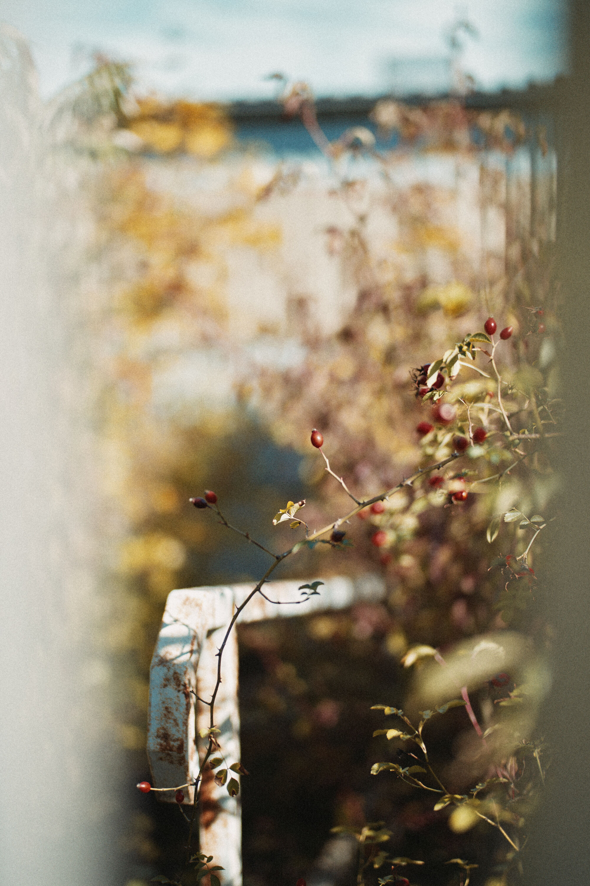LEICA M11 P L1007777